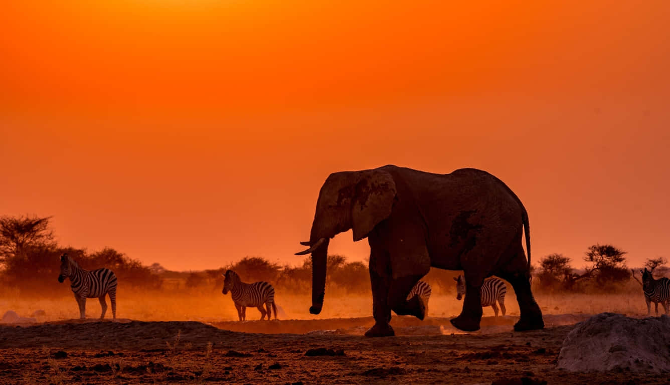 elephant, desert, sunset, HD Desktop Wallpaper