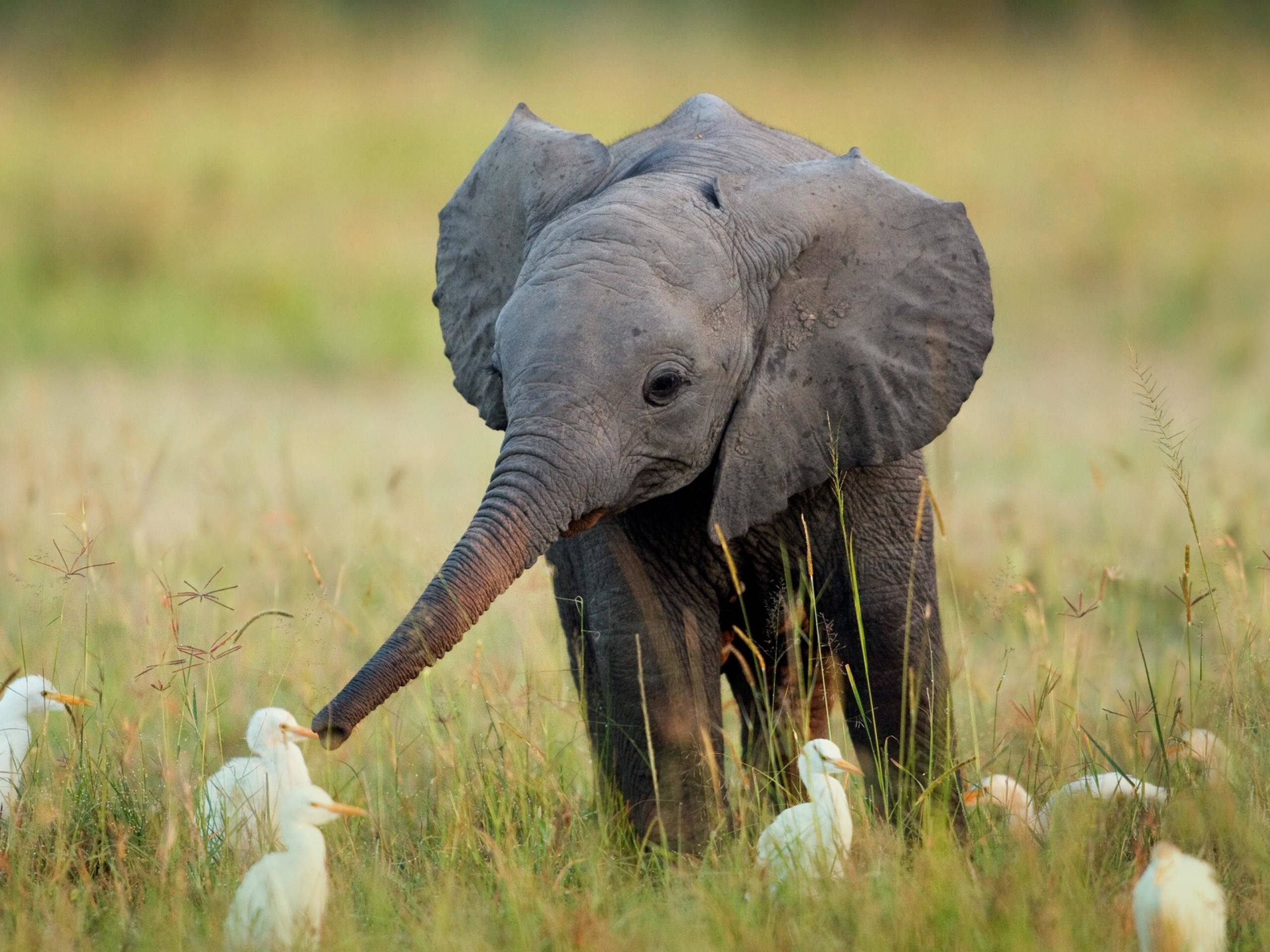 elephant, wrinkled gray skin, white birds, 2K Desktop Wallpaper