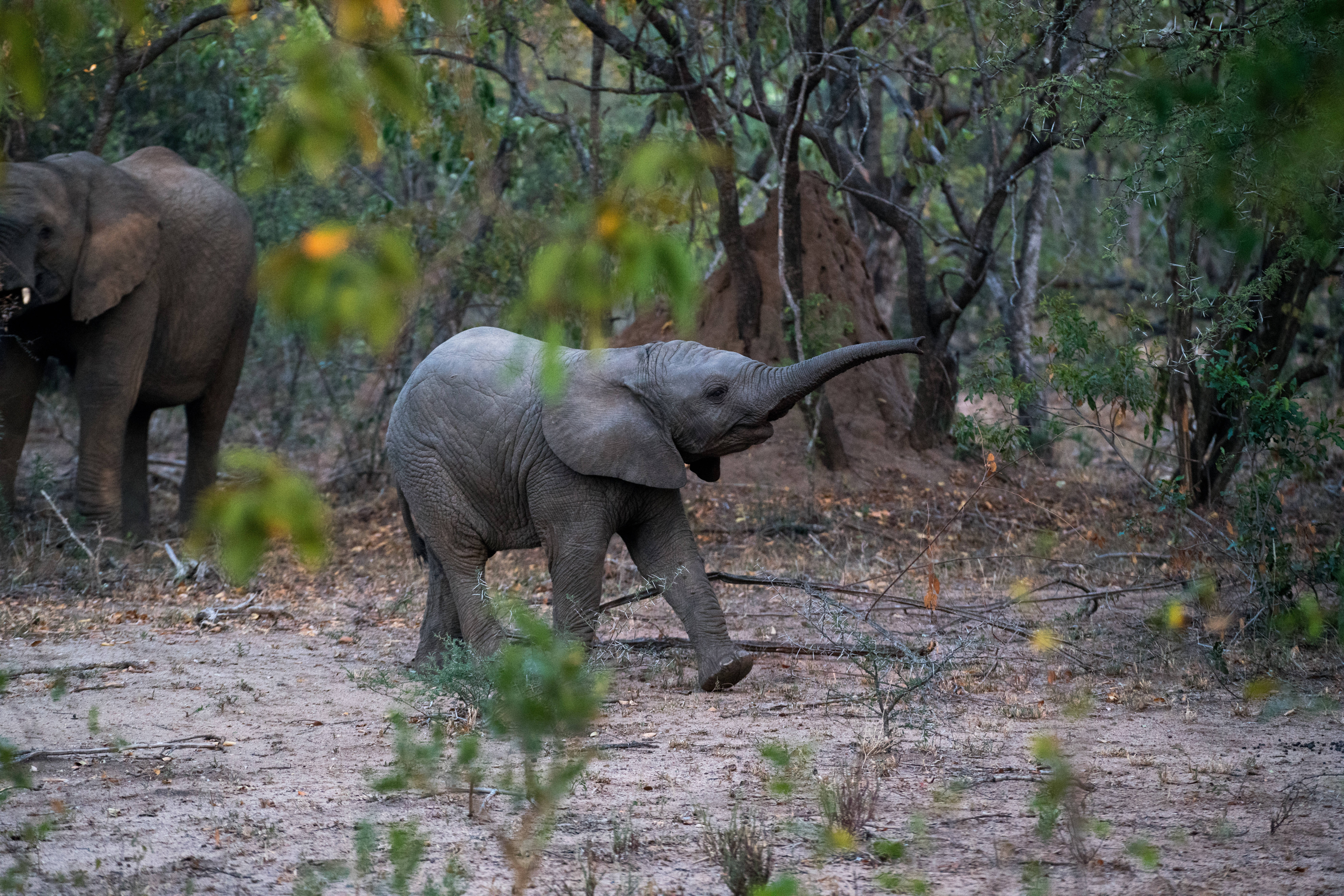 4K Elephant, jungle, African savanna, 8K Desktop Wallpaper