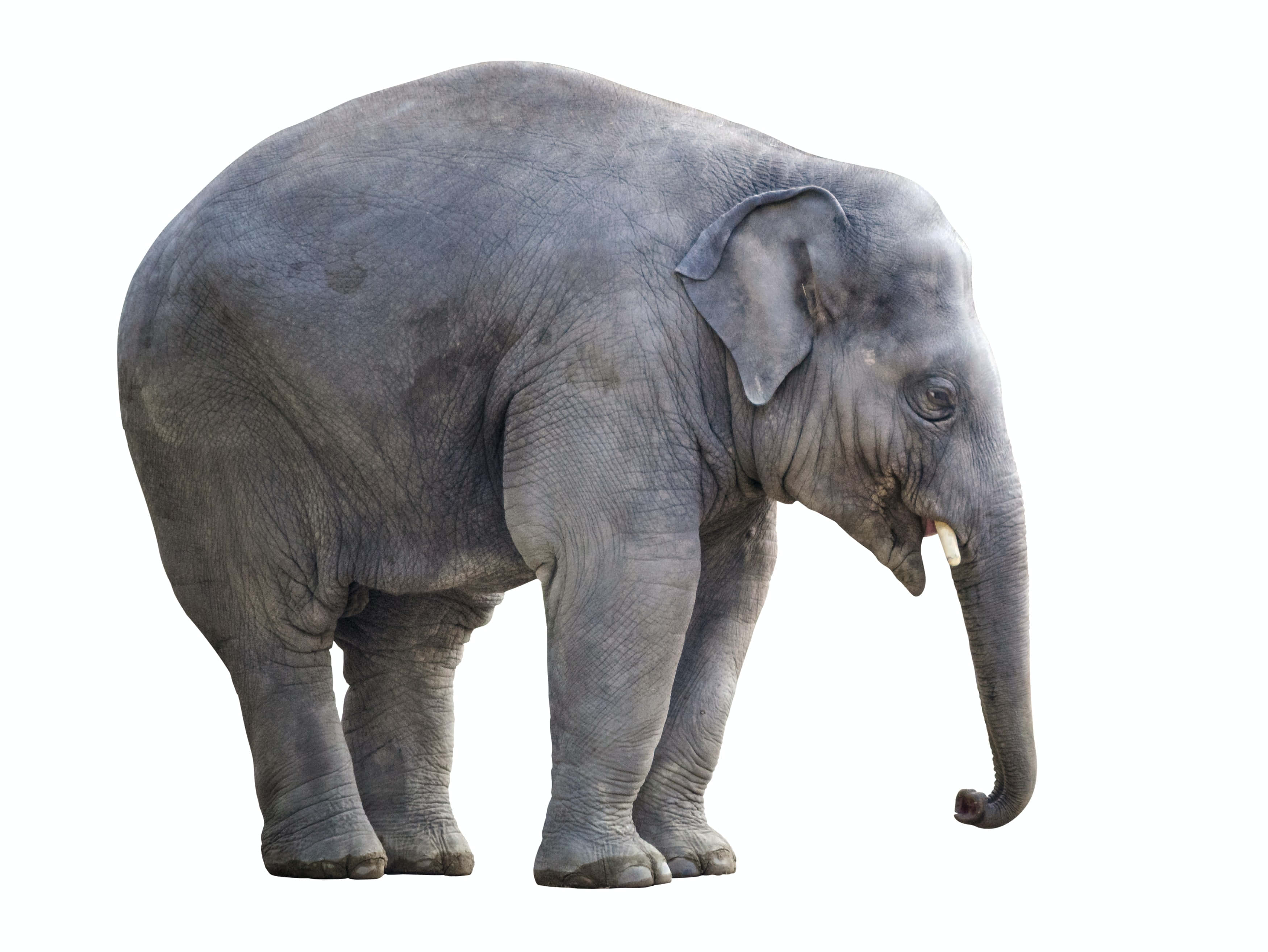 heavy elephant, large gray elephant, wrinkled skin, 2K Desktop Wallpaper