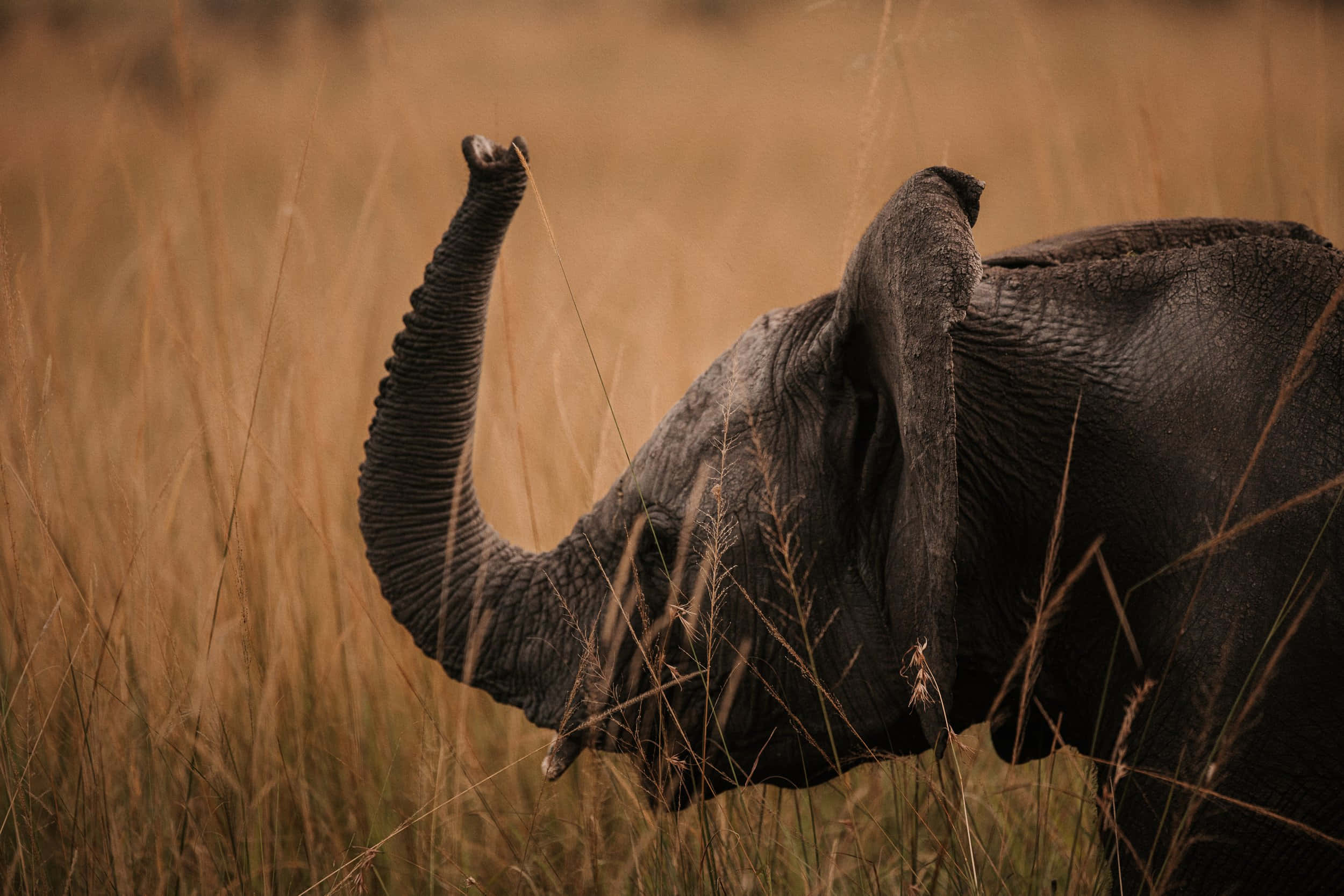 elephant, wrinkled gray skin, trumpeting, Full HD Desktop Wallpaper