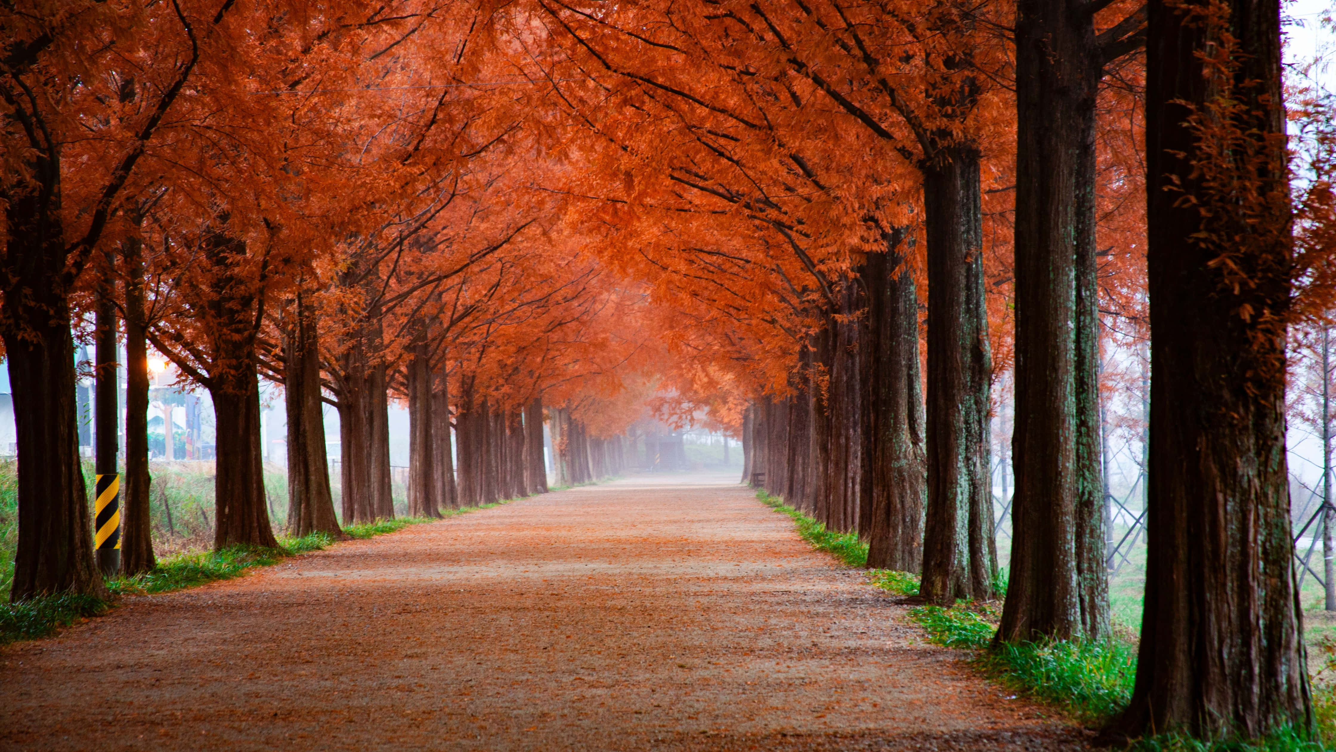 4K Fall, autumn path, tall trees, 4K Desktop Wallpaper