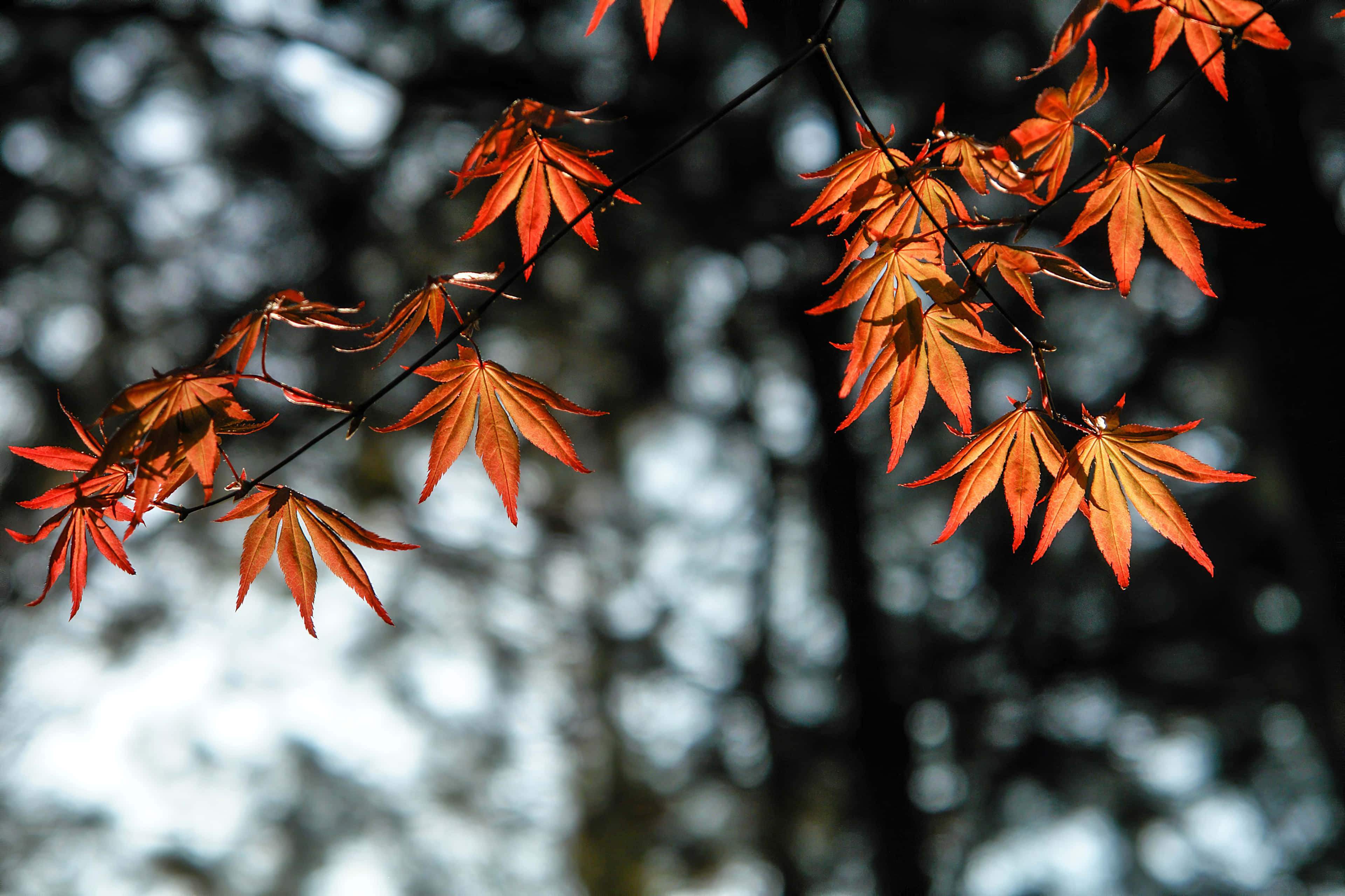 autumnal paradise, vibrant orange maple leaves, soft blurred forest backdrop, 4K Desktop Wallpaper