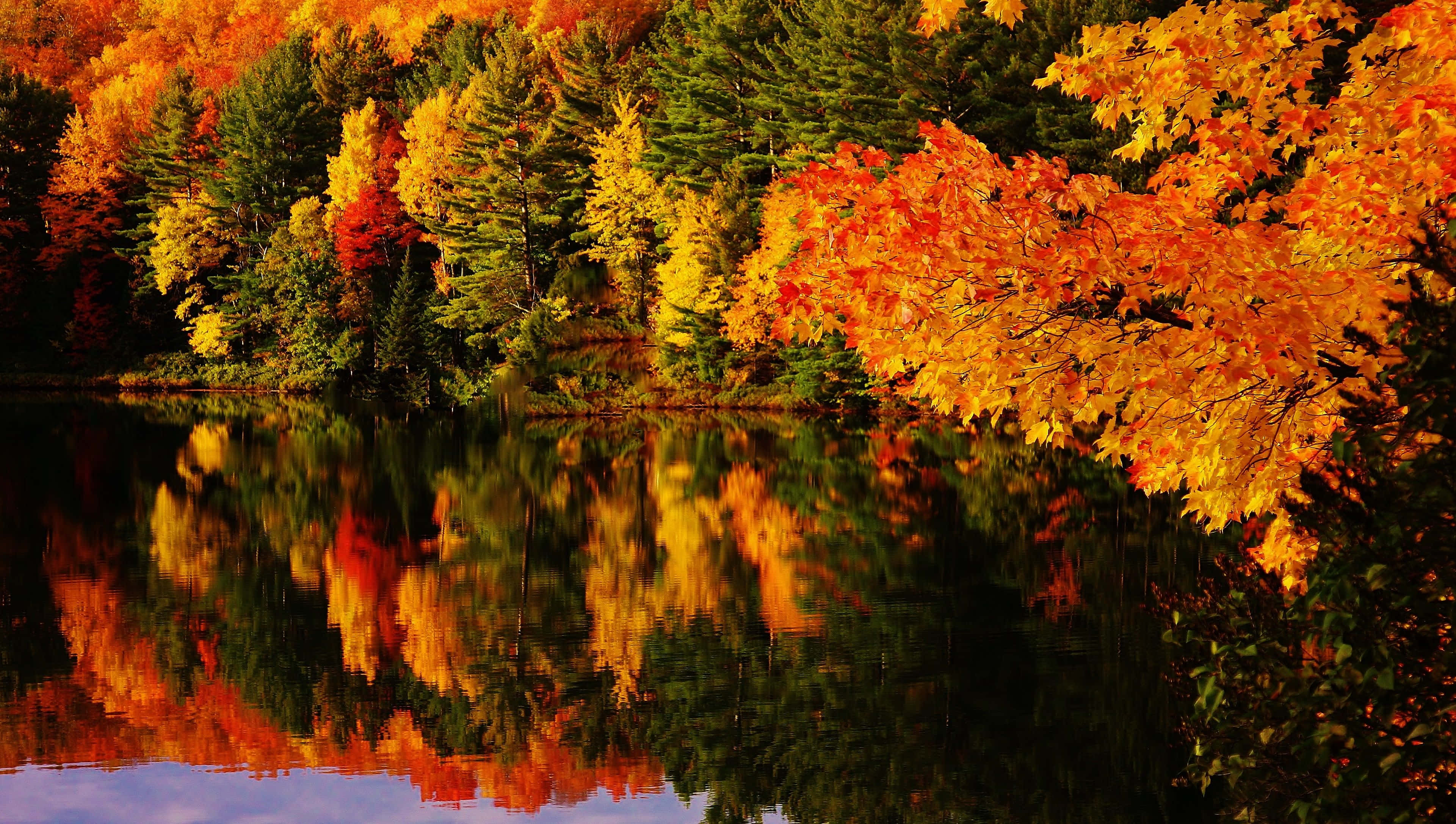 4K Fall, autumn trees, fiery orange leaves, 4K Desktop Wallpaper
