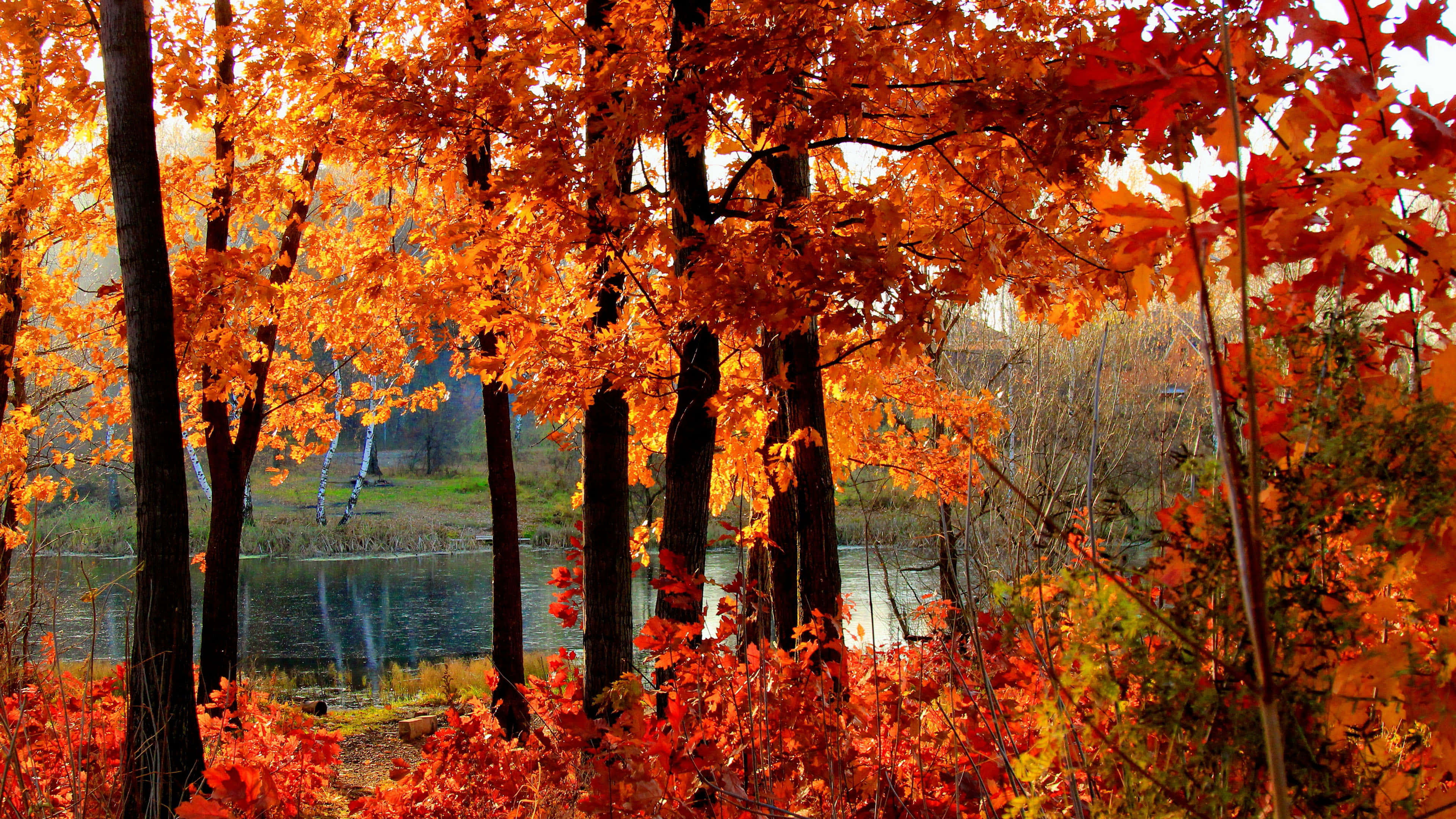4K Fall, orange maple leaves, serene lake, 4K Desktop Wallpaper