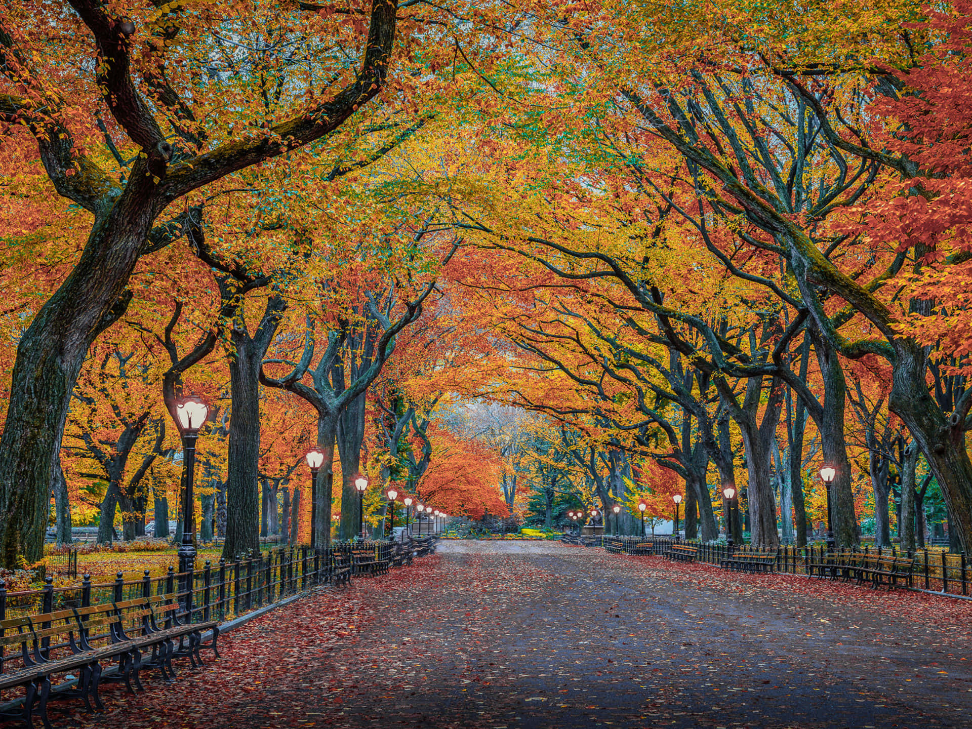 autumnal tree tunnel, park pathway, benches, Full HD Desktop Wallpaper