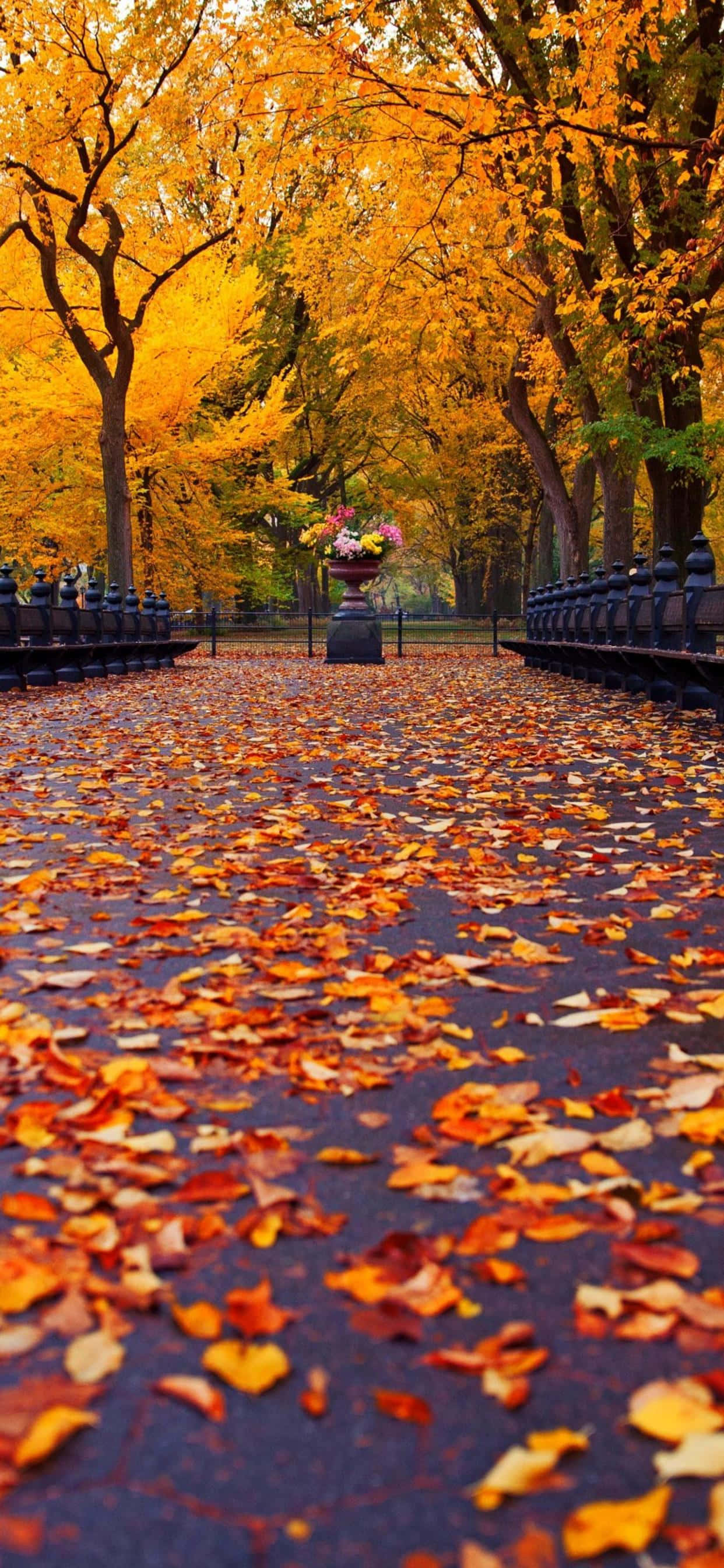 golden autumn trees, scattered leaves, floral urn, 2K Phone Wallpaper