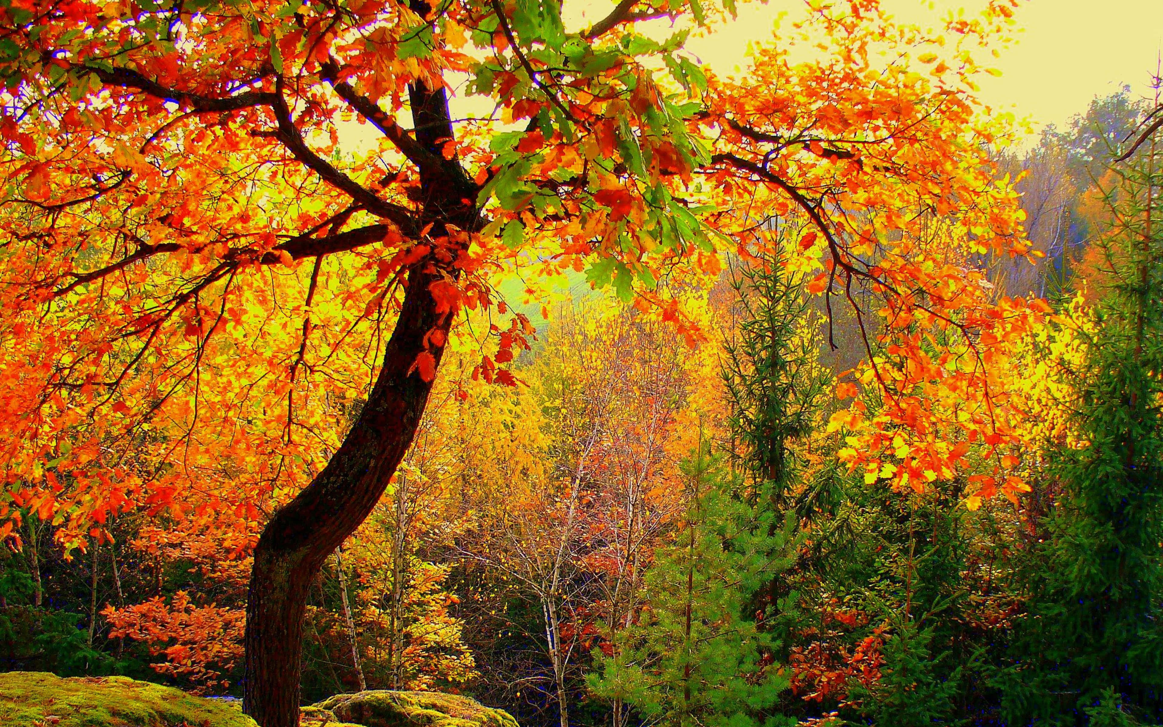 4K Fall, autumn tree, fiery orange leaves, 4K Desktop Wallpaper