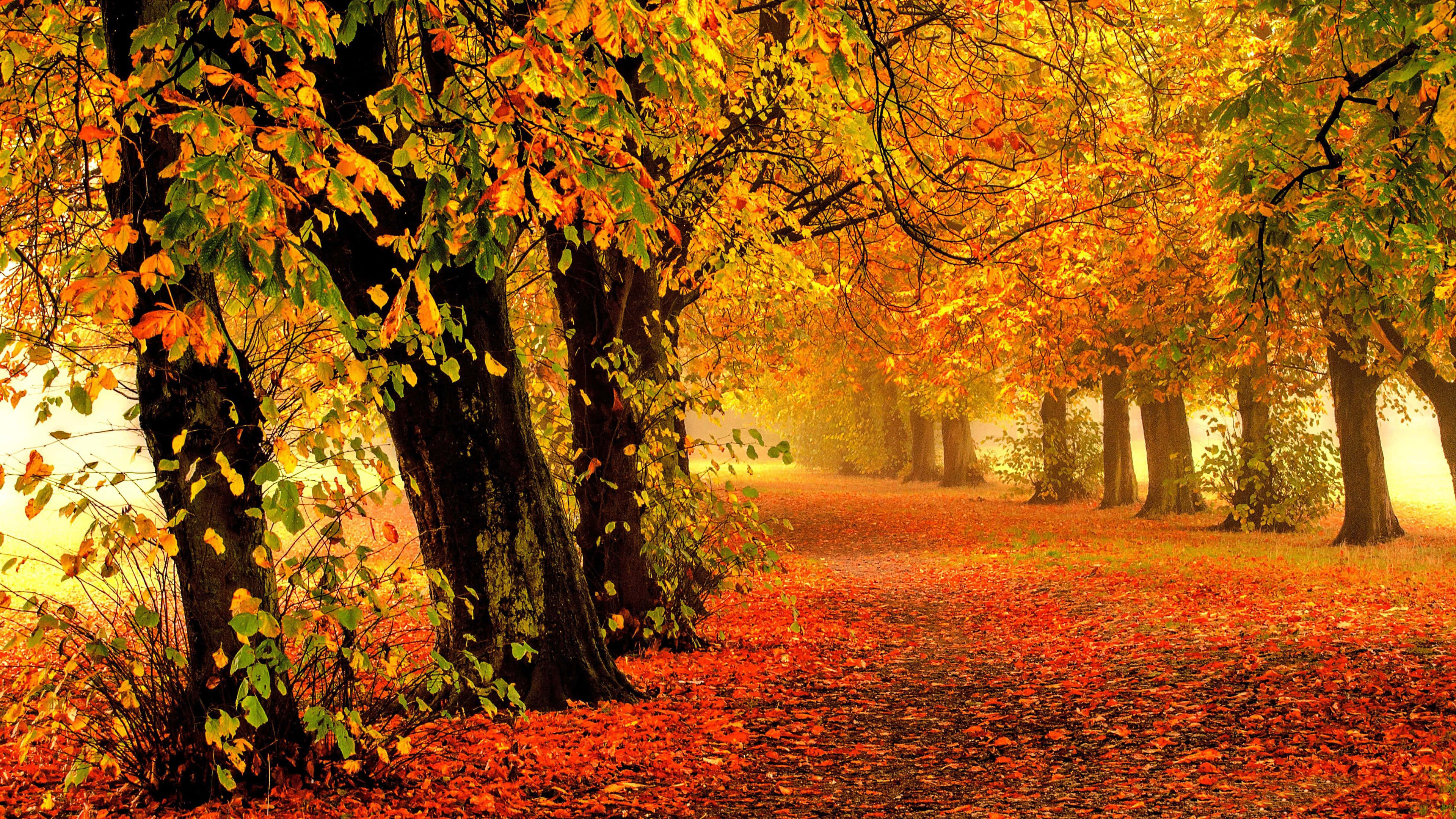 4K Fall, autumn path, trees glowing in golden orange light, 4K Desktop Wallpaper