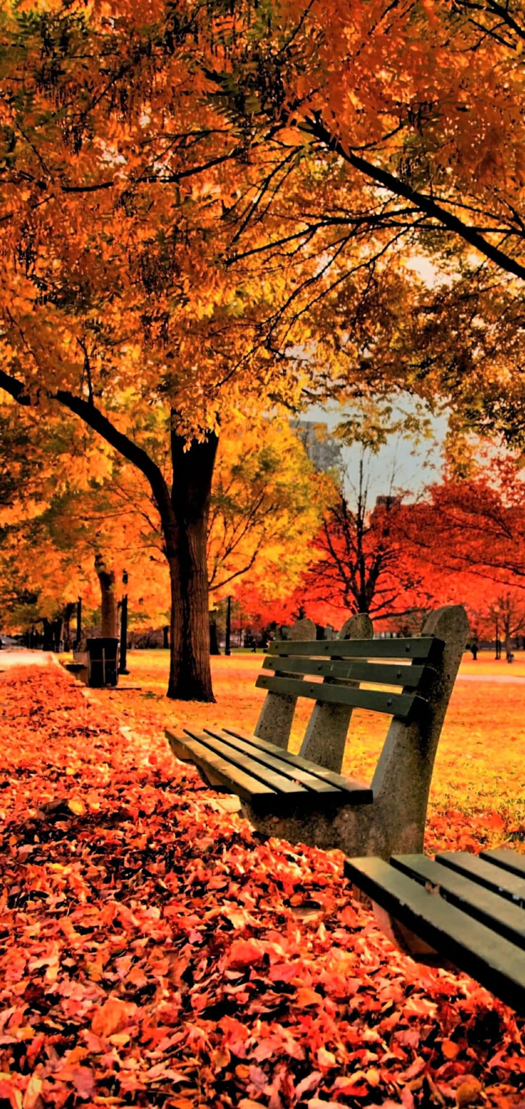 fiery orange, red autumn leaves, wooden bench, Full HD Phone Wallpaper