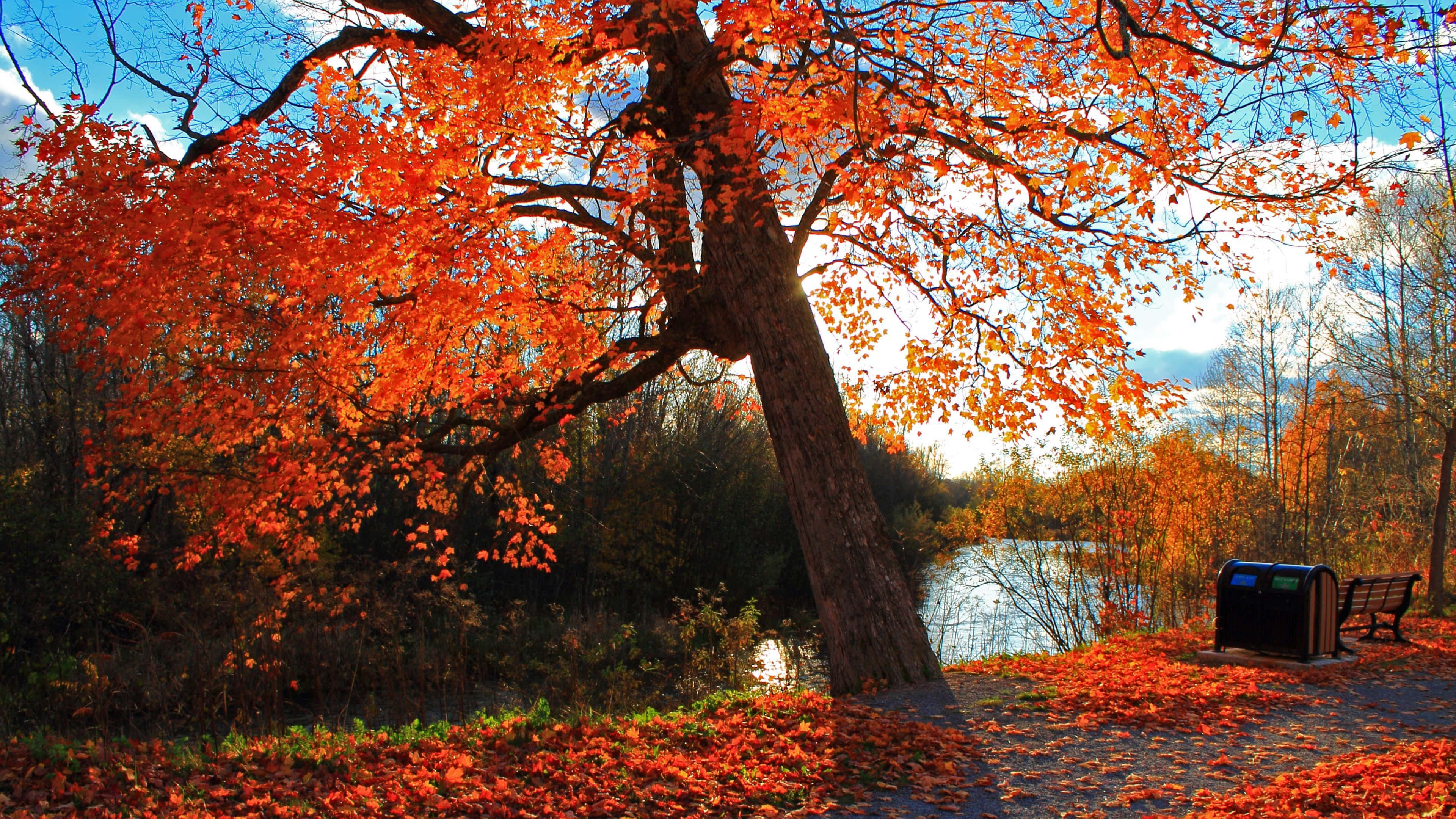 golden hues of Fall, fiery orange leaves, calm lake, 4K Desktop Wallpaper