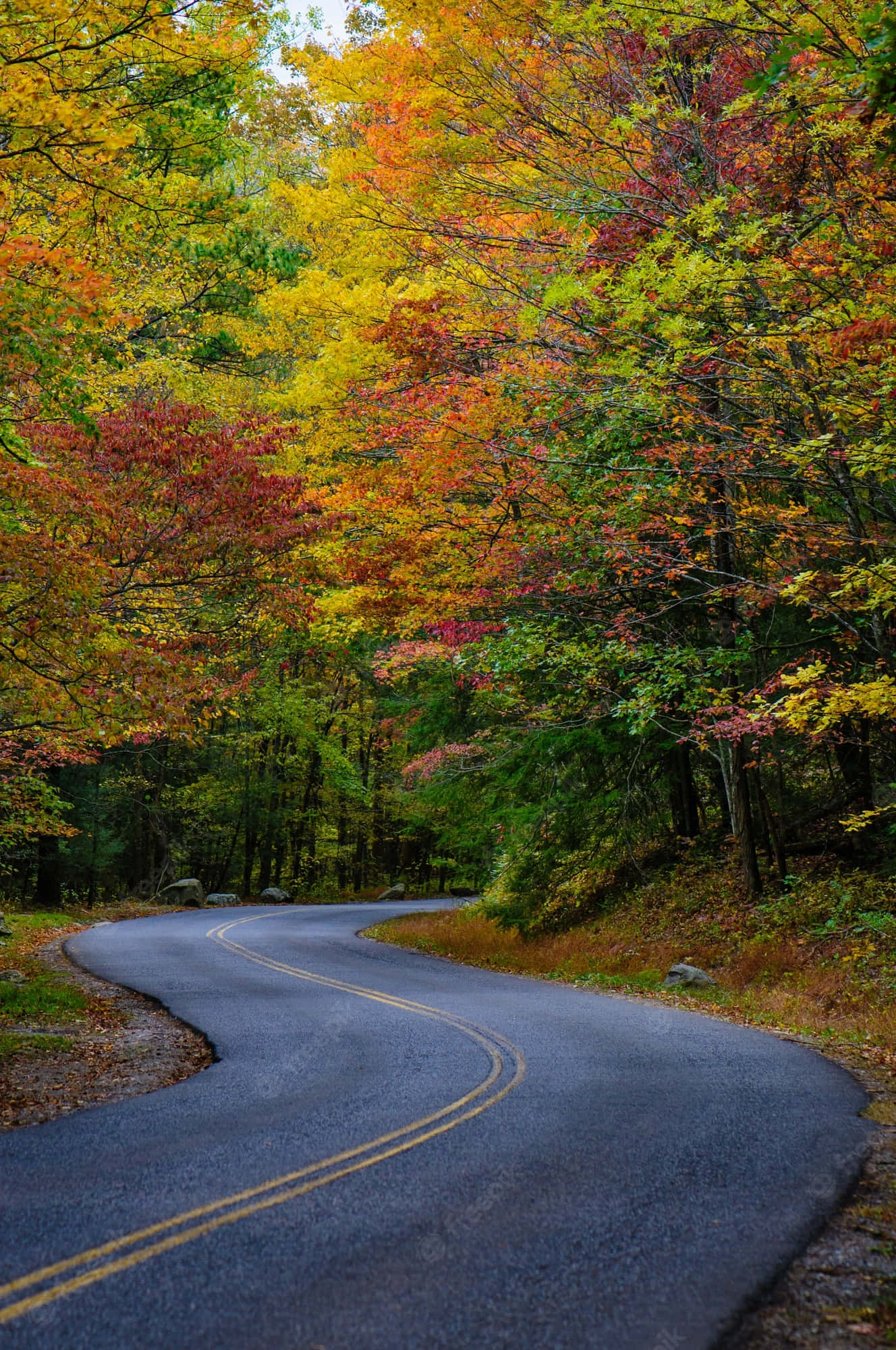 4K Fall, autumn colors, red orange yellow, Full HD Phone Wallpaper