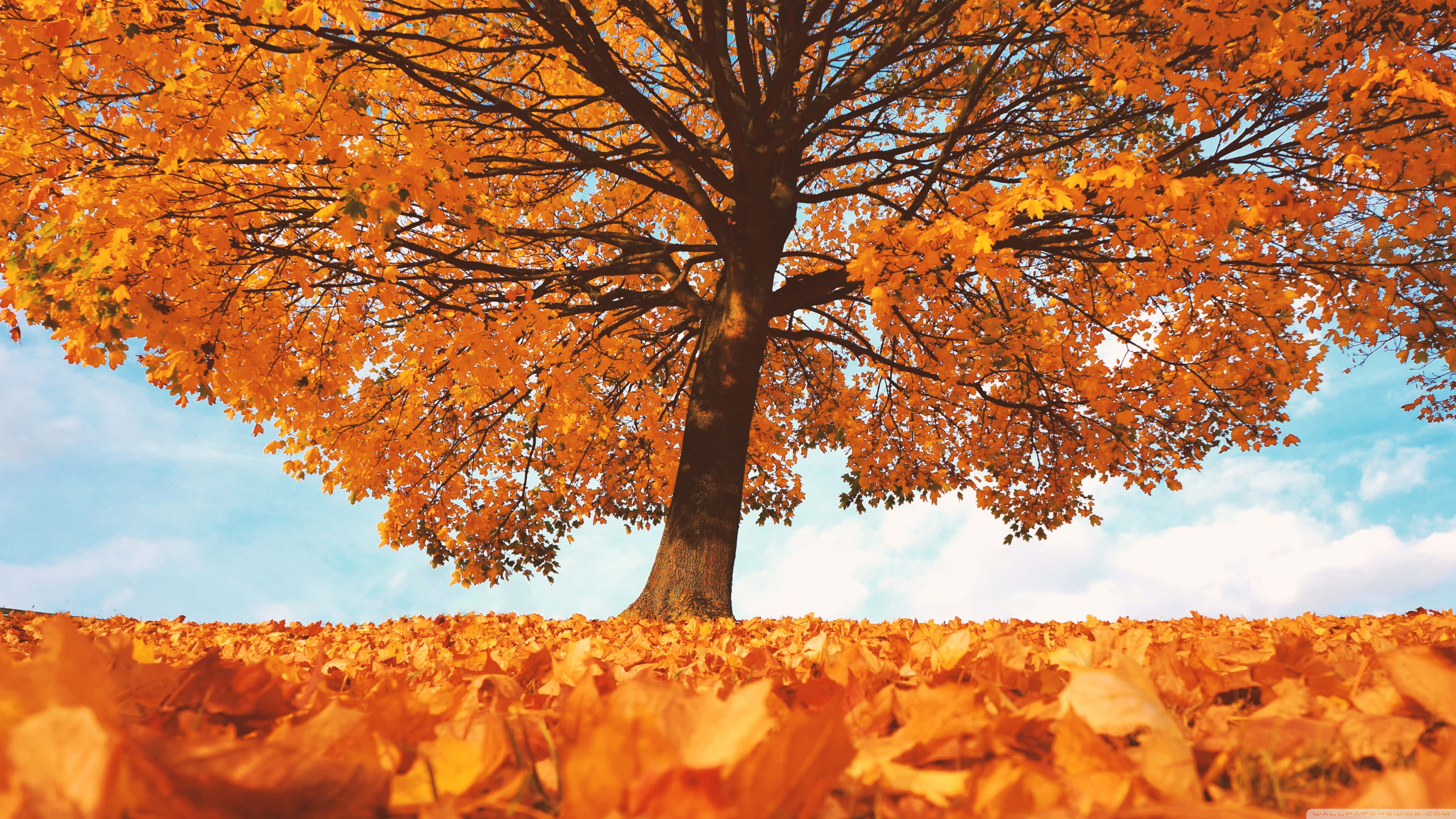 autumn tree, fiery orange leaves, clear blue sky, 4K Desktop Wallpaper