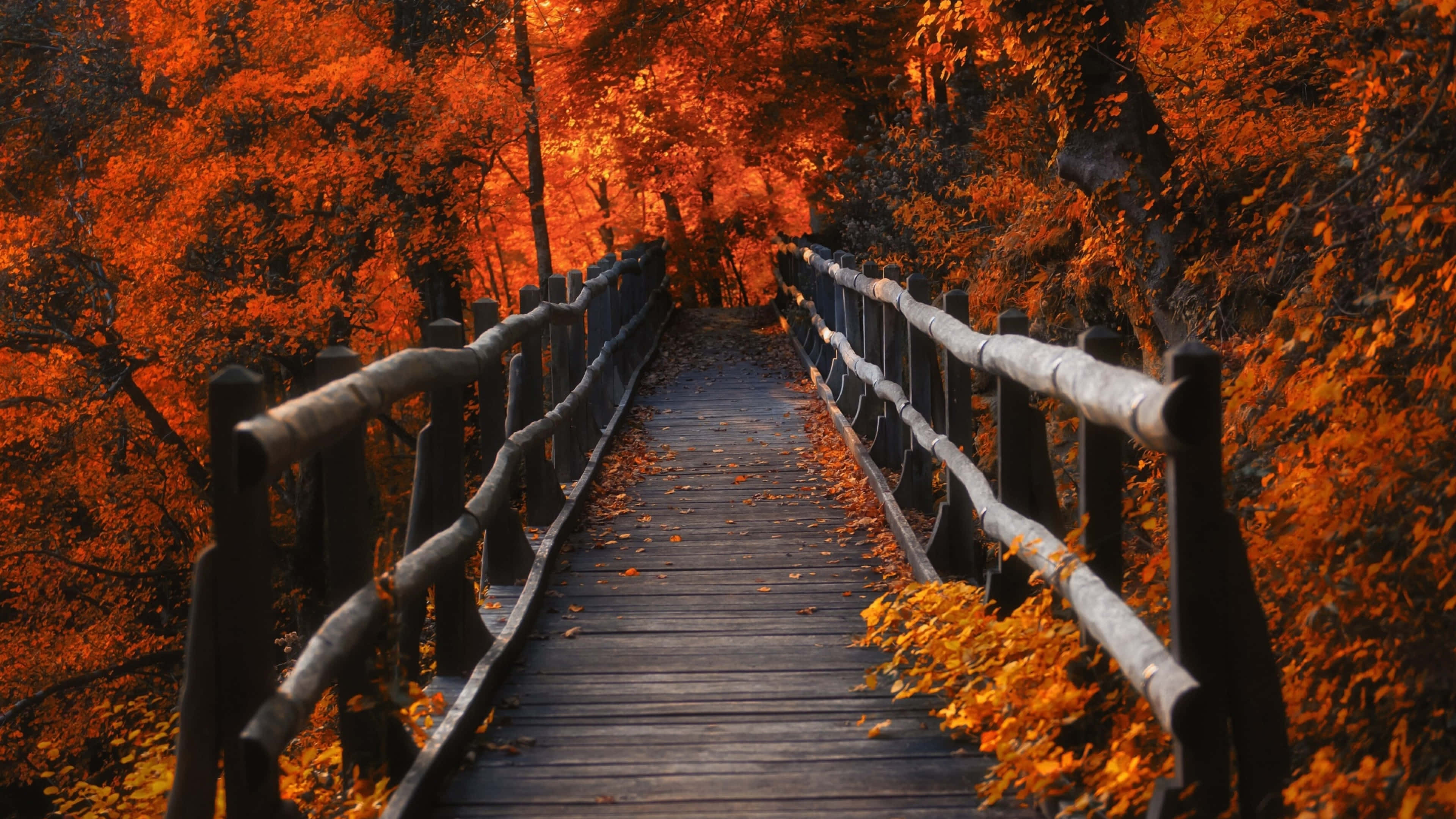 4K Fall, wooden boardwalk, forest, 4K Desktop Wallpaper
