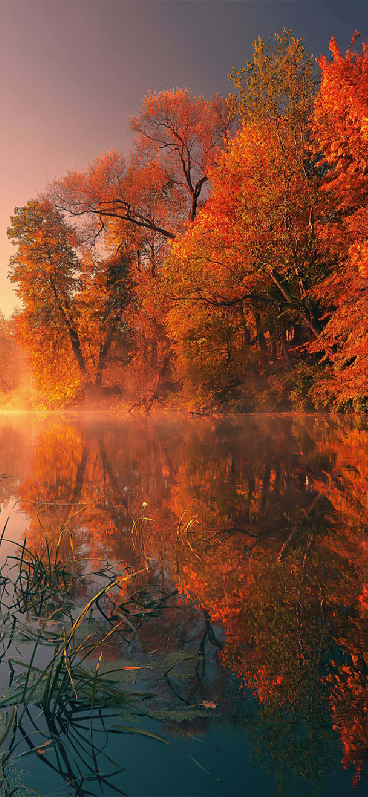 4K fall, autumn sunrise, fiery orange trees, 2K Phone Wallpaper