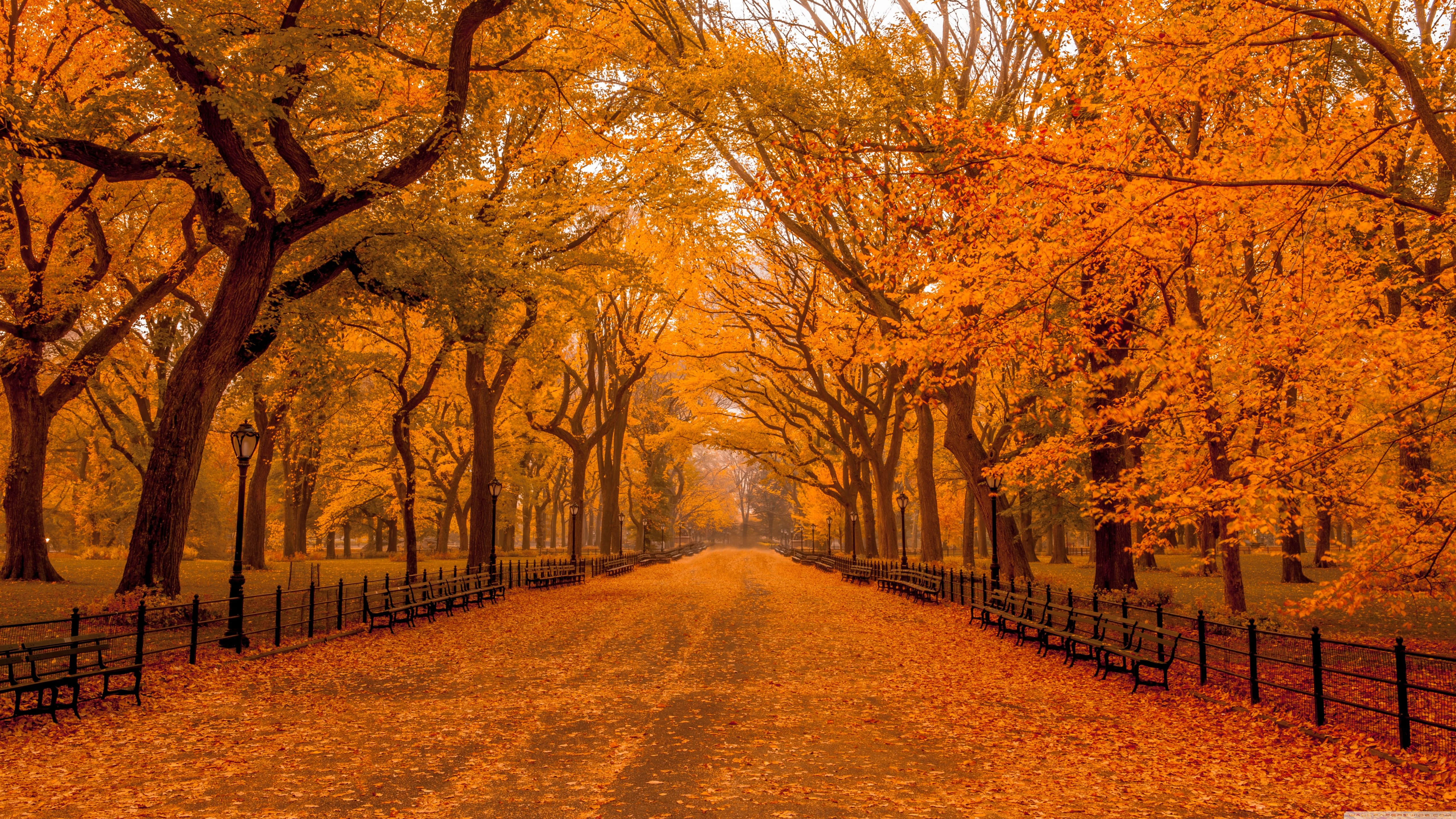 4K Fall, golden autumn path, towering trees, 5K Desktop Wallpaper