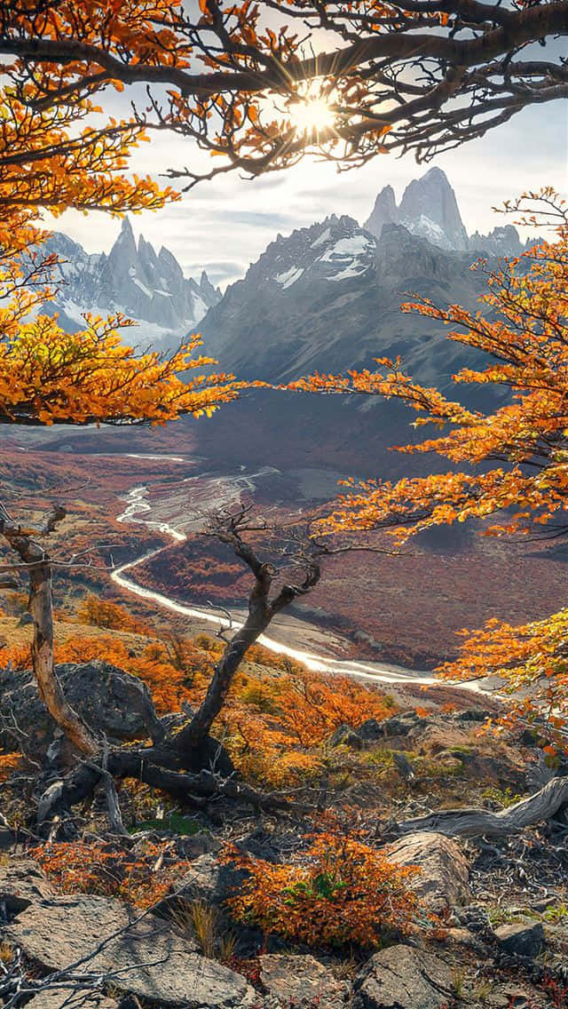 4K Fall, vibrant orange autumn leaves, winding road, SD Phone Wallpaper