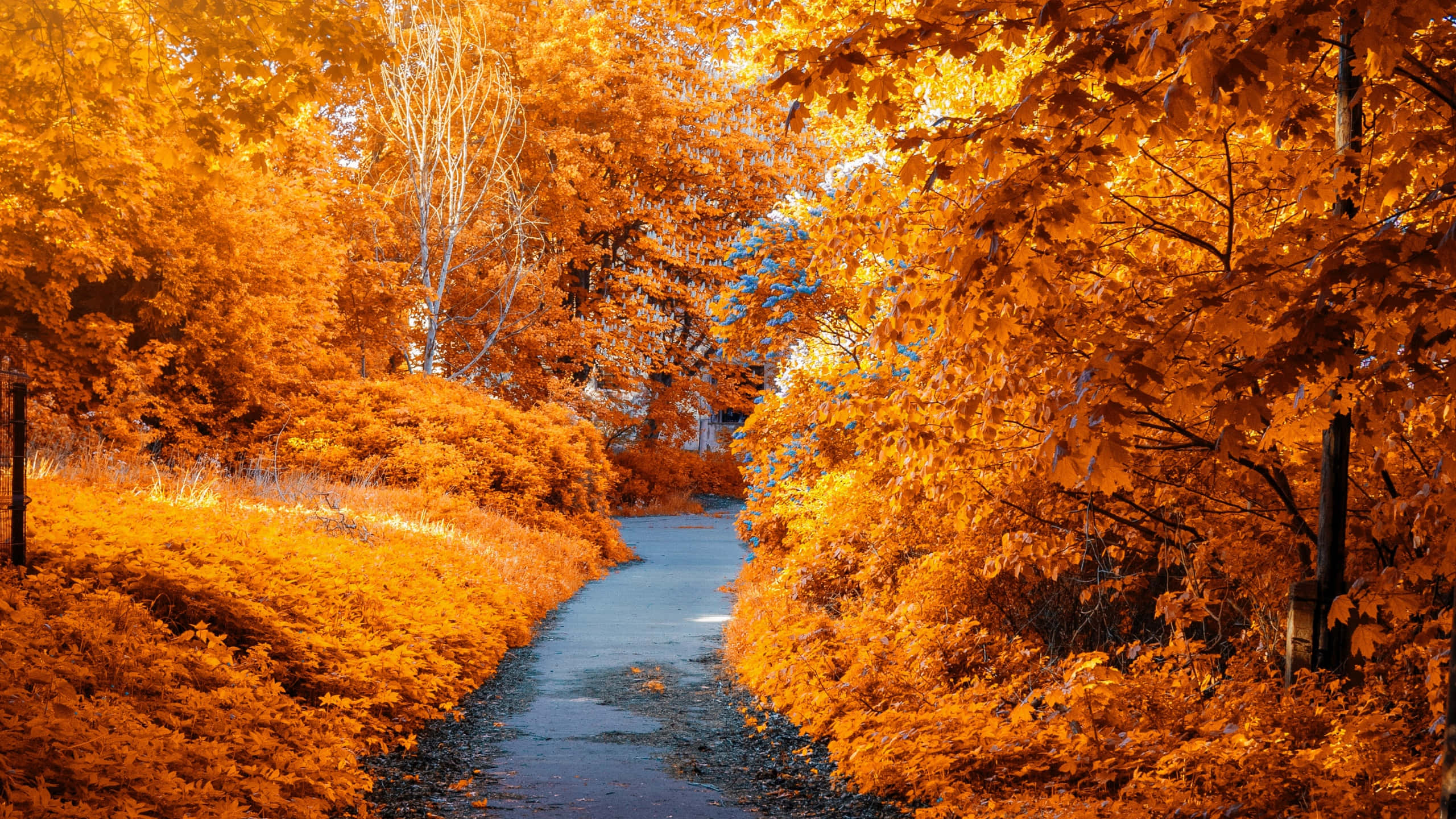 4K Fall, fiery orange autumn trees, winding path, 2K Desktop Wallpaper