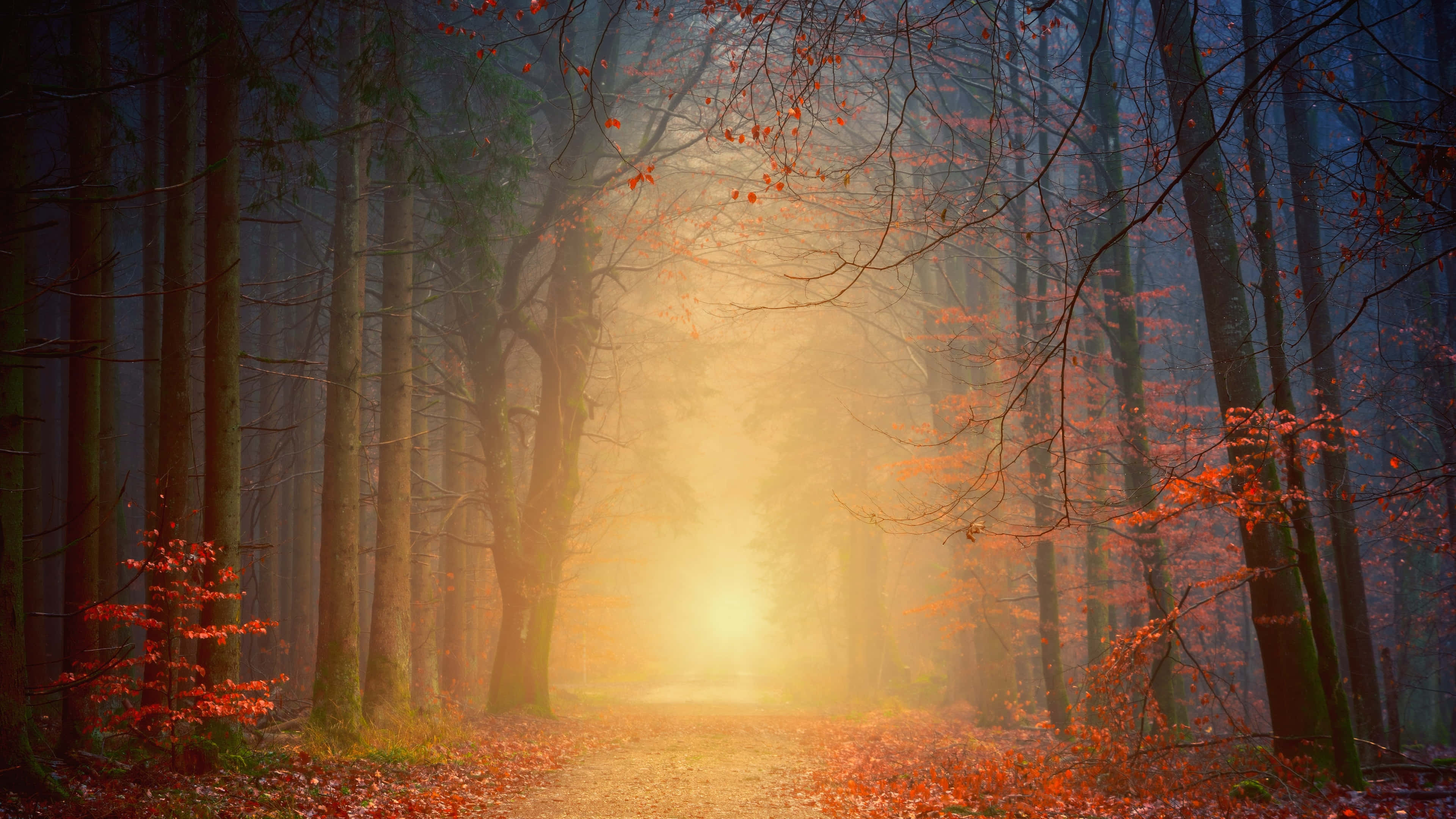 4K Fall, misty forest path, golden sunrise light, 4K Desktop Wallpaper