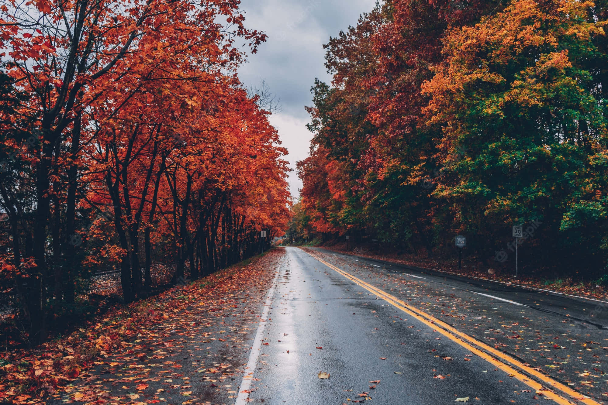 4K Fall, wet asphalt road, forest of fiery red and orange autumn trees, Full HD Desktop Wallpaper