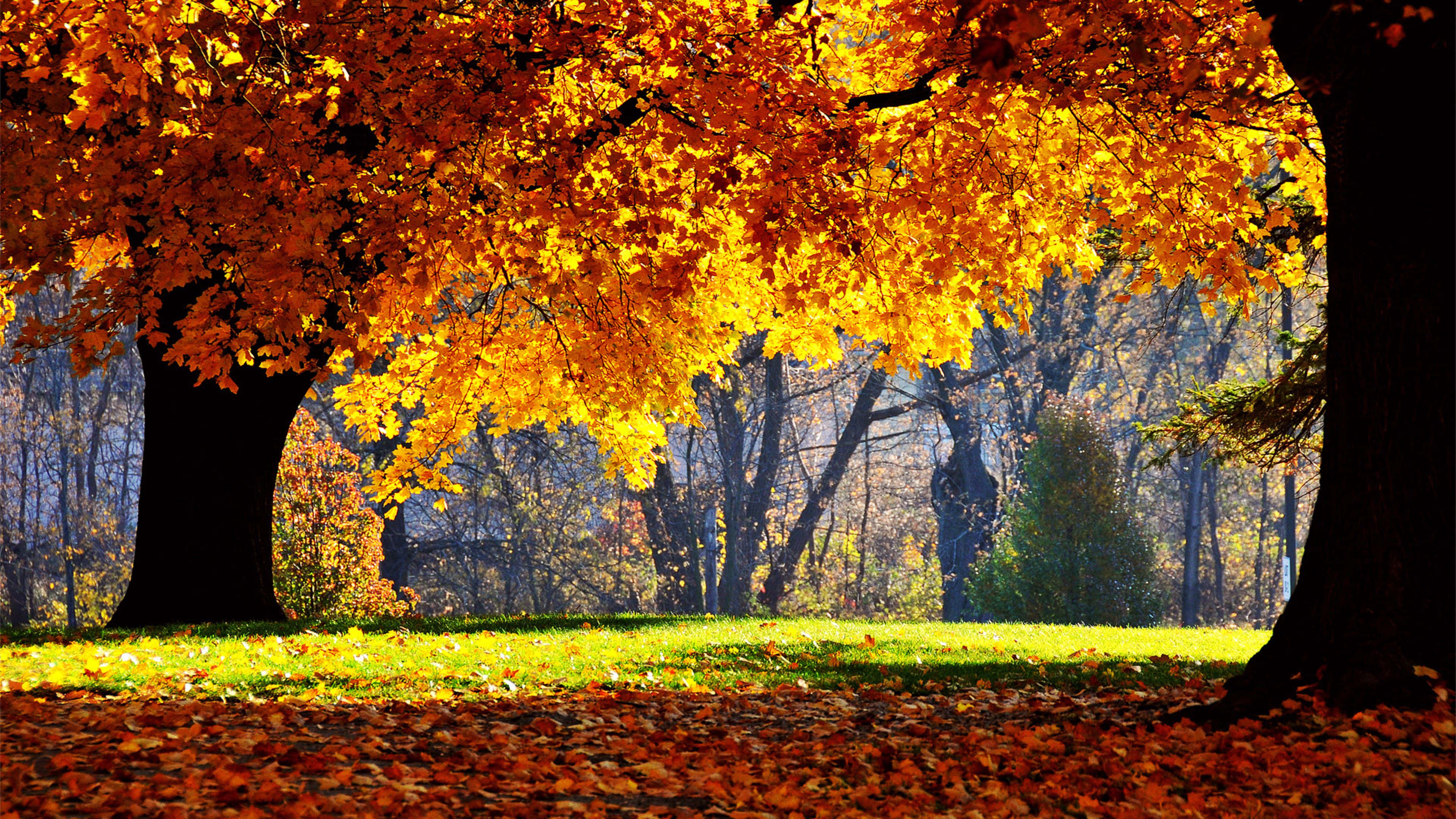 golden autumn leaves, sunlit park path, fallen foliage, 4K Desktop Wallpaper