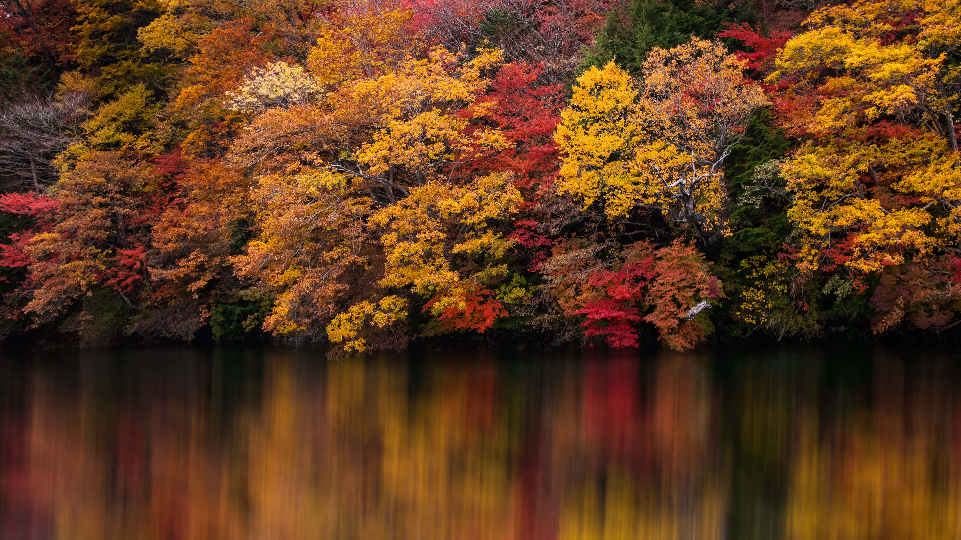 4K Fall, autumn trees, fiery reds yellows and oranges, 4K Desktop Wallpaper