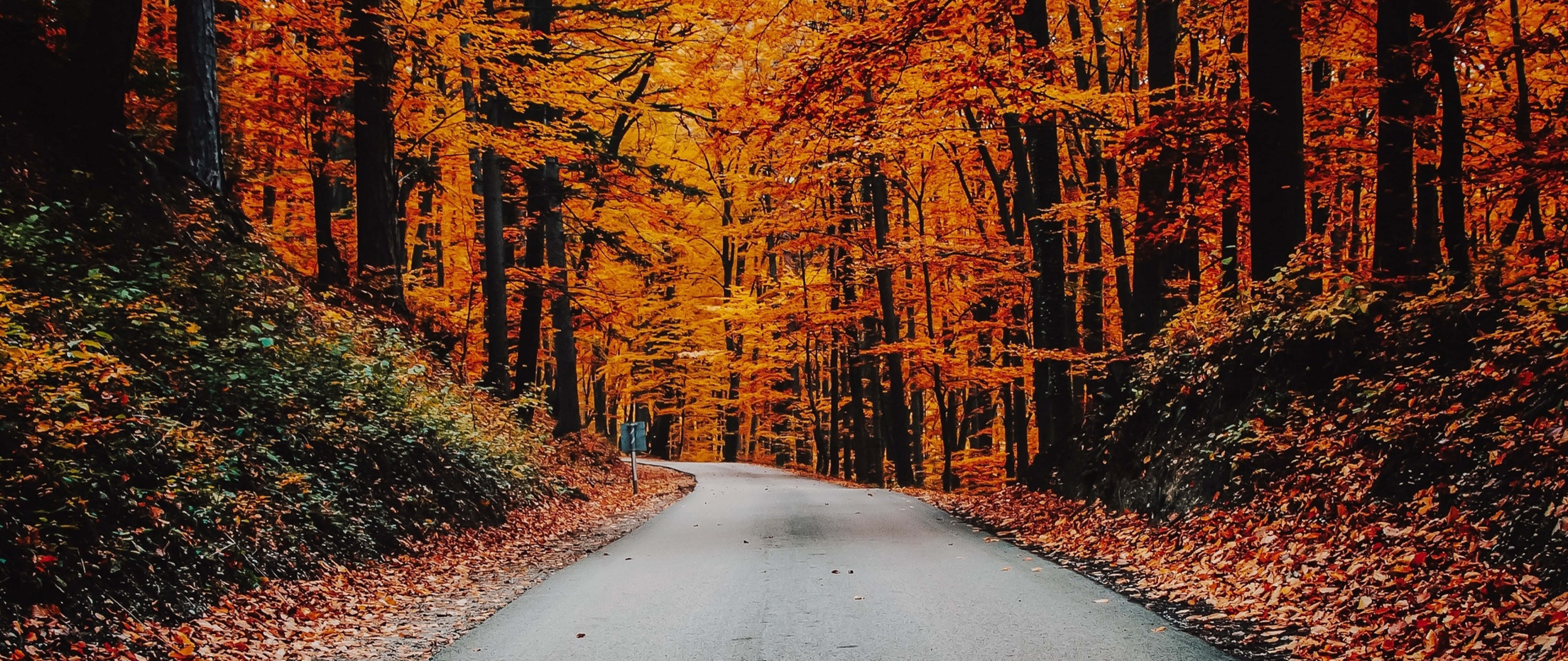 4K Fall, winding road, dense forest, 5K Desktop Wallpaper