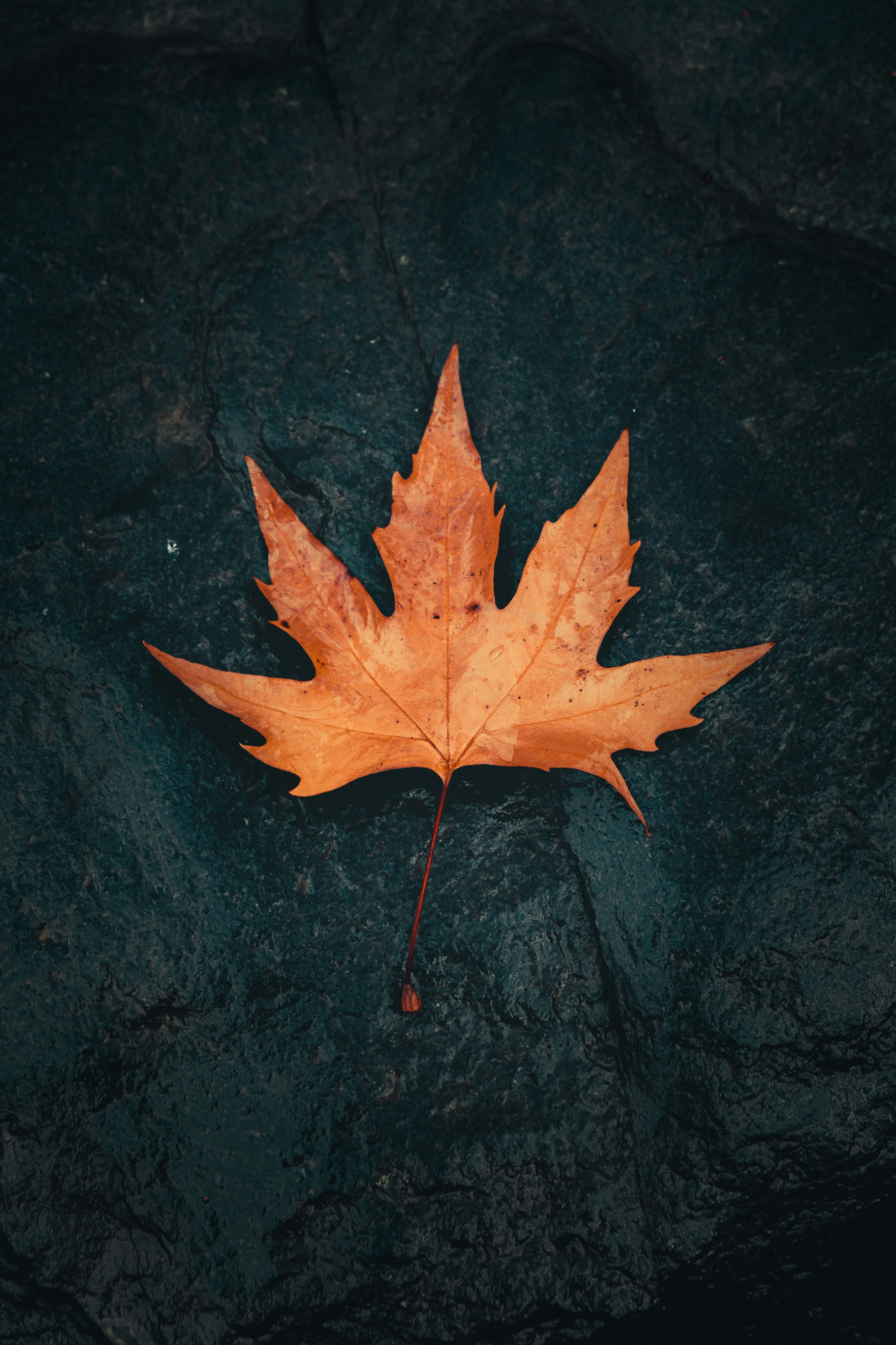 4K Fall, vibrant orange maple leaf, dark textured stone surface, 5K Phone Wallpaper