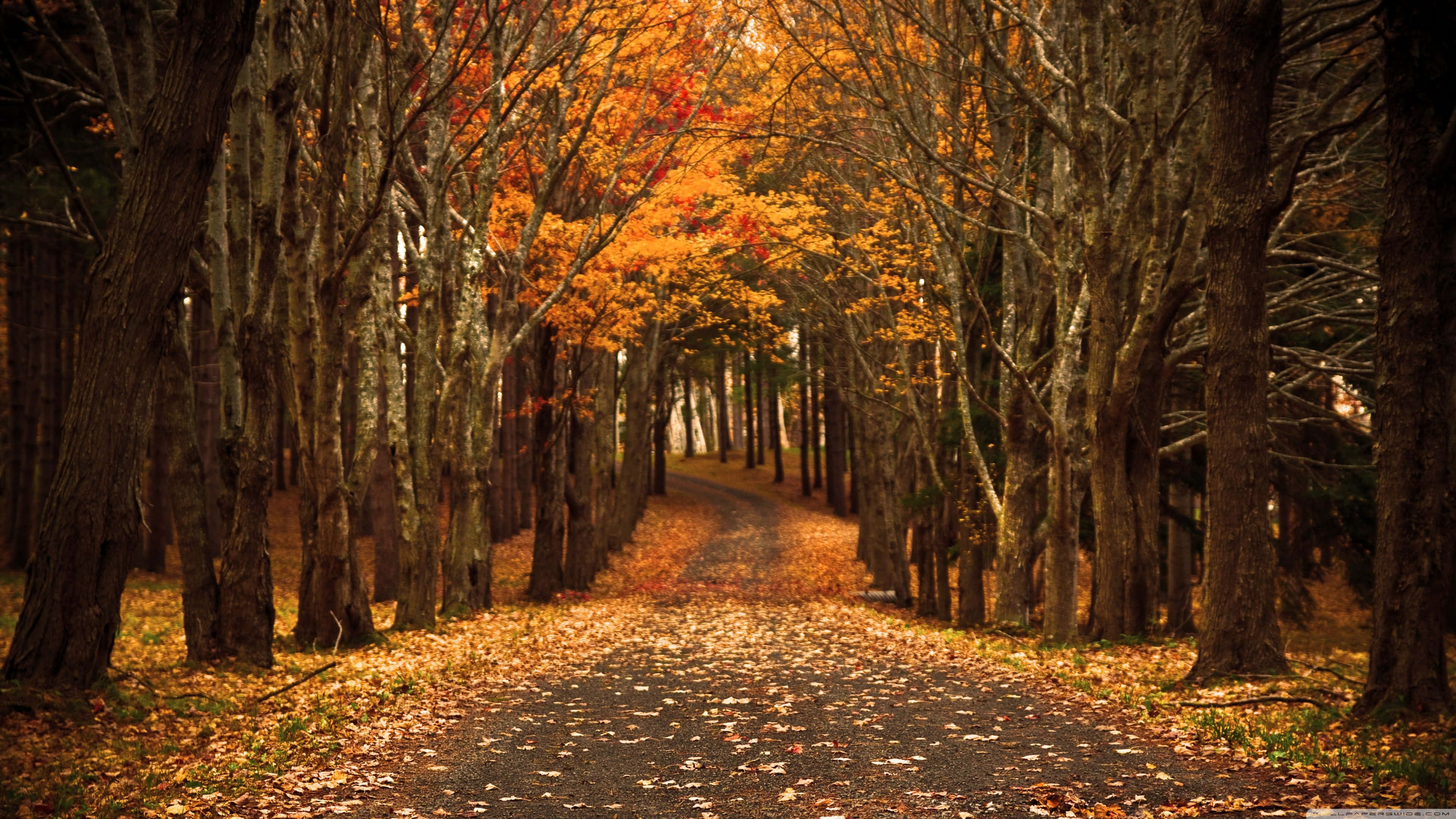 4K Fall, autumn leaves, winding path, 4K Desktop Wallpaper