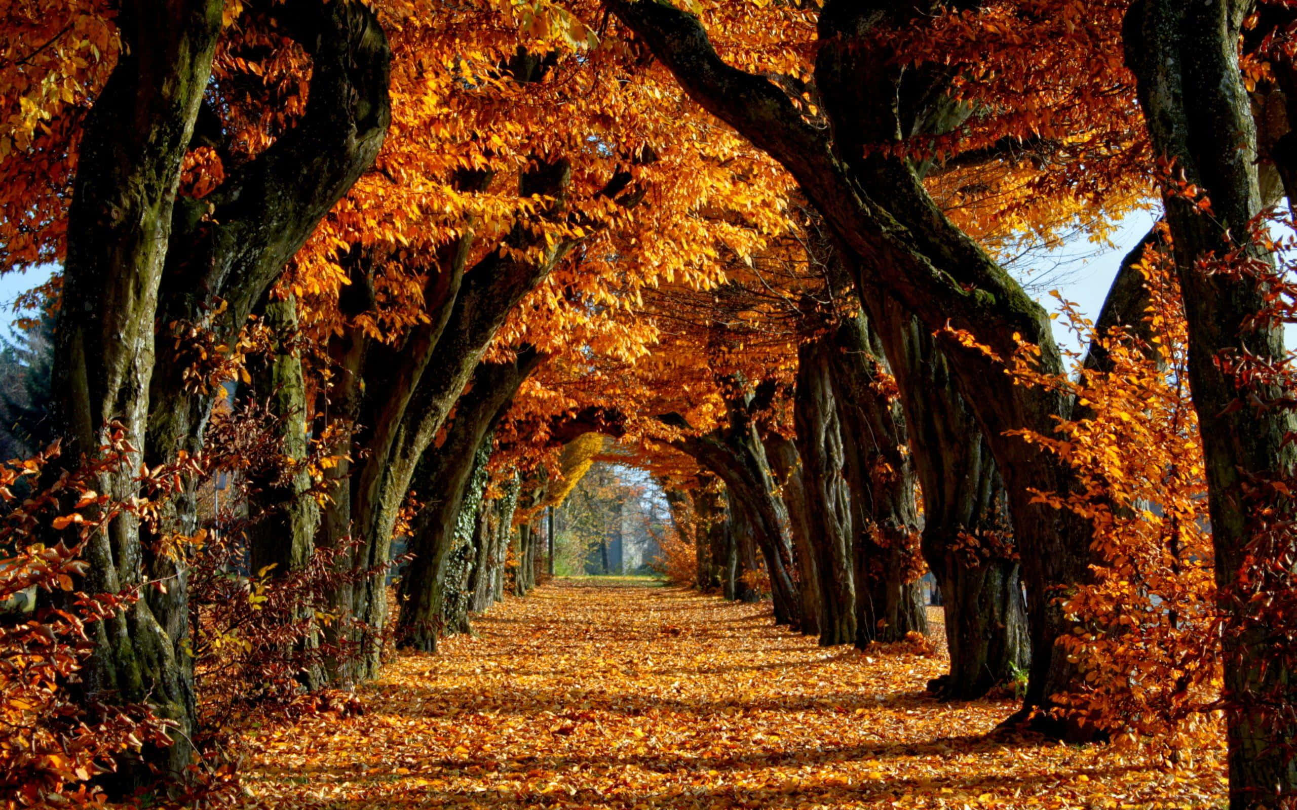 autumnal tree tunnel, golden leaves, sunlit, 2K Desktop Wallpaper