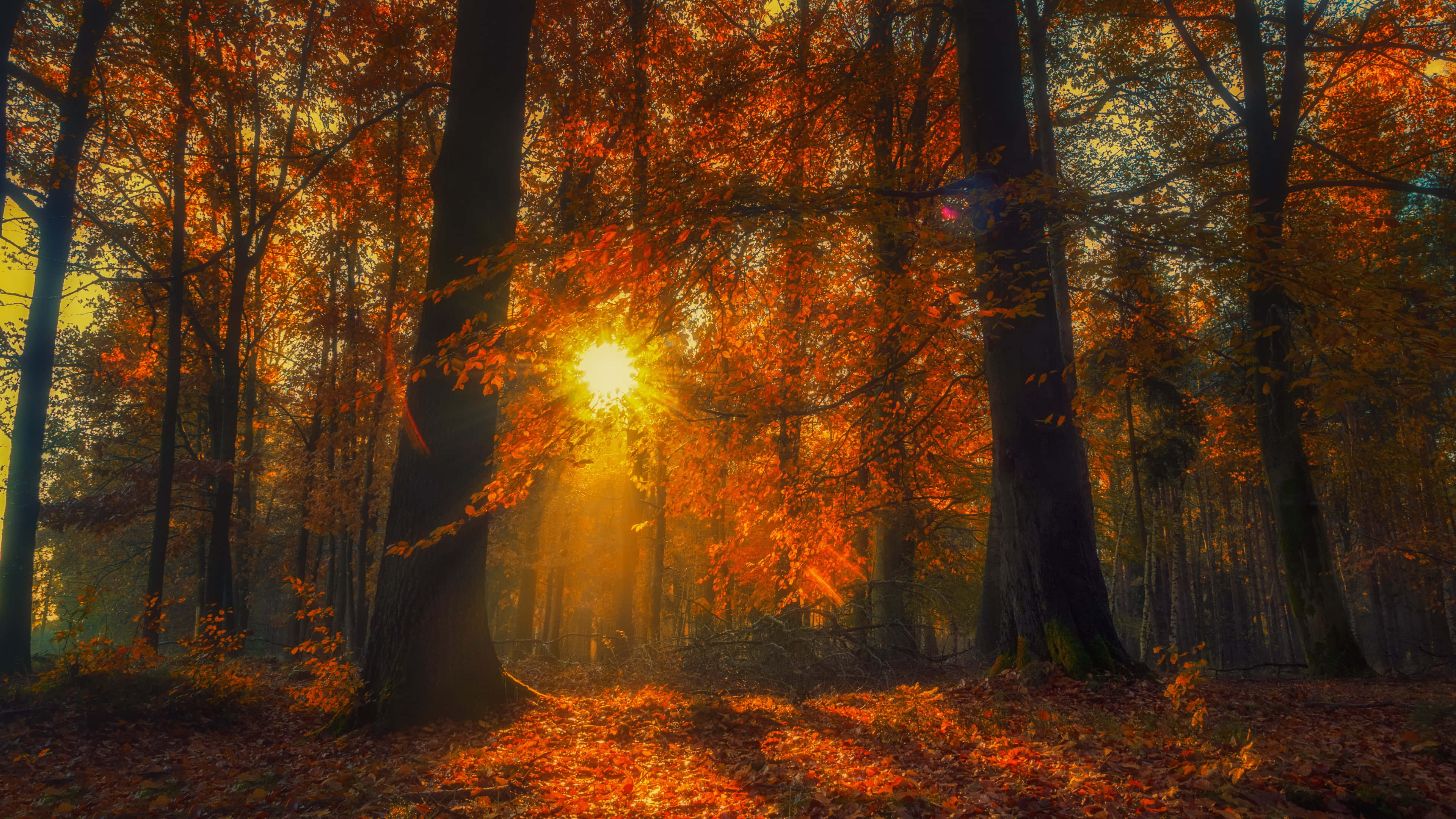 4K Fall, vibrant orange autumn leaves, serene forest, 4K Desktop Wallpaper