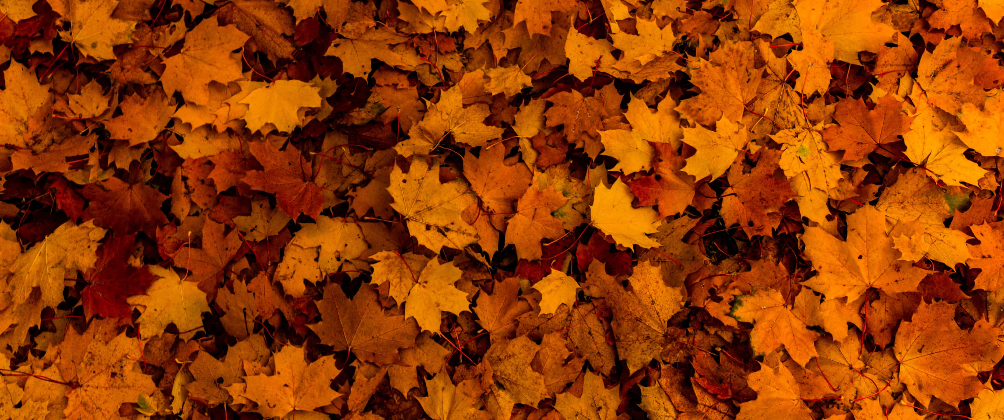 golden orange maple leaves, crisp autumn sunlight, fall, 2K Desktop Wallpaper