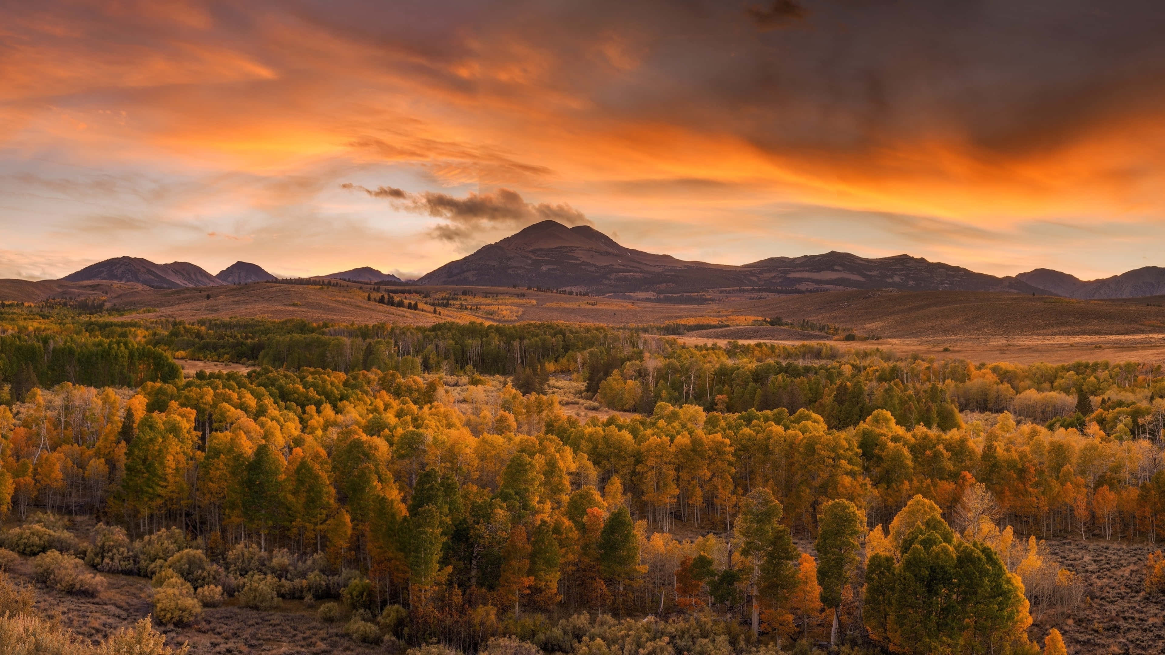 autumn sunset, golden aspen trees, distant mountains, 4K Desktop Wallpaper