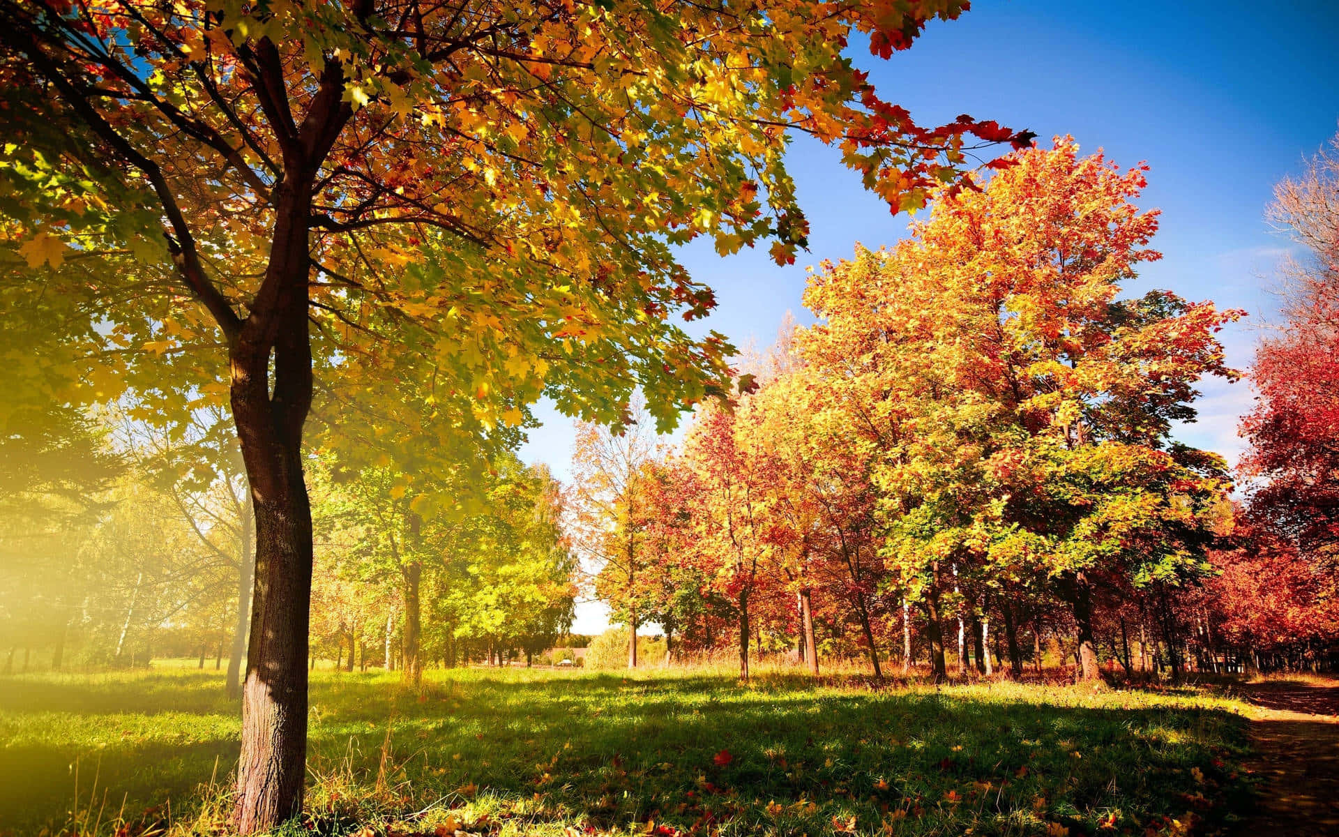 autumn trees, golden shadows, grassy field, Full HD Desktop Wallpaper