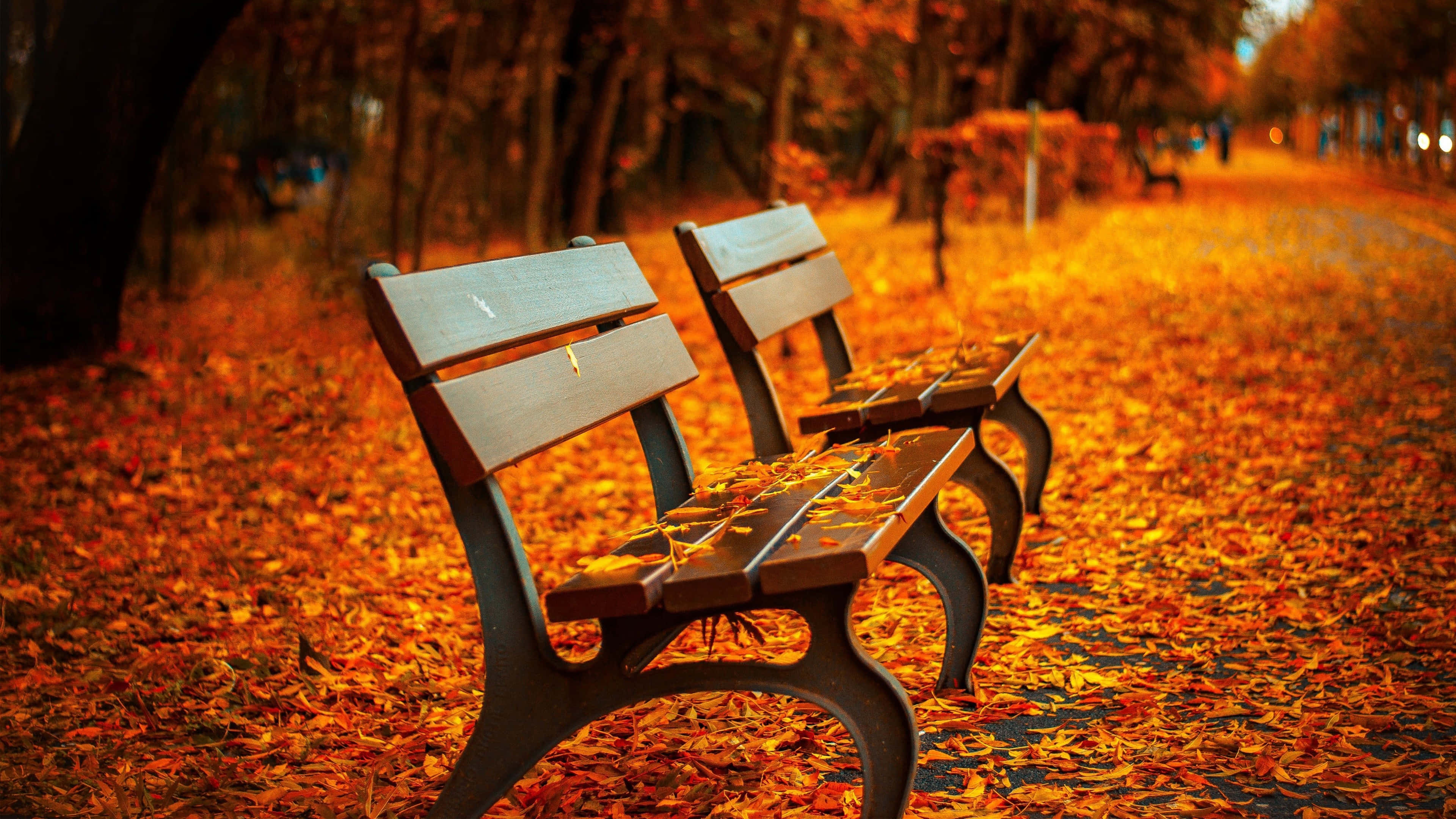 4K Fall, wooden benches, path, 4K Desktop Wallpaper