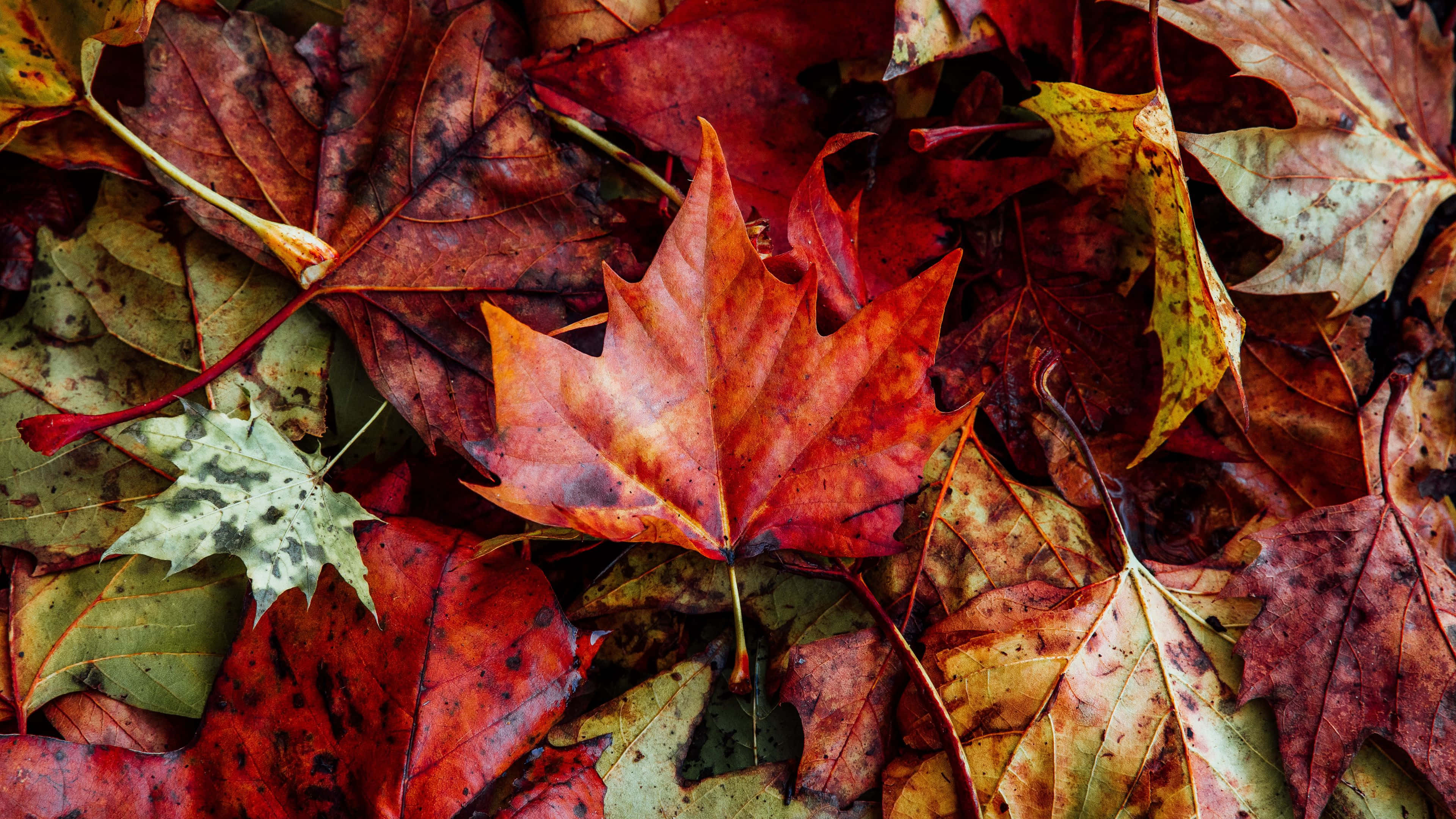 4K fall, autumn leaves, red oranges and yellows, 4K Desktop Wallpaper