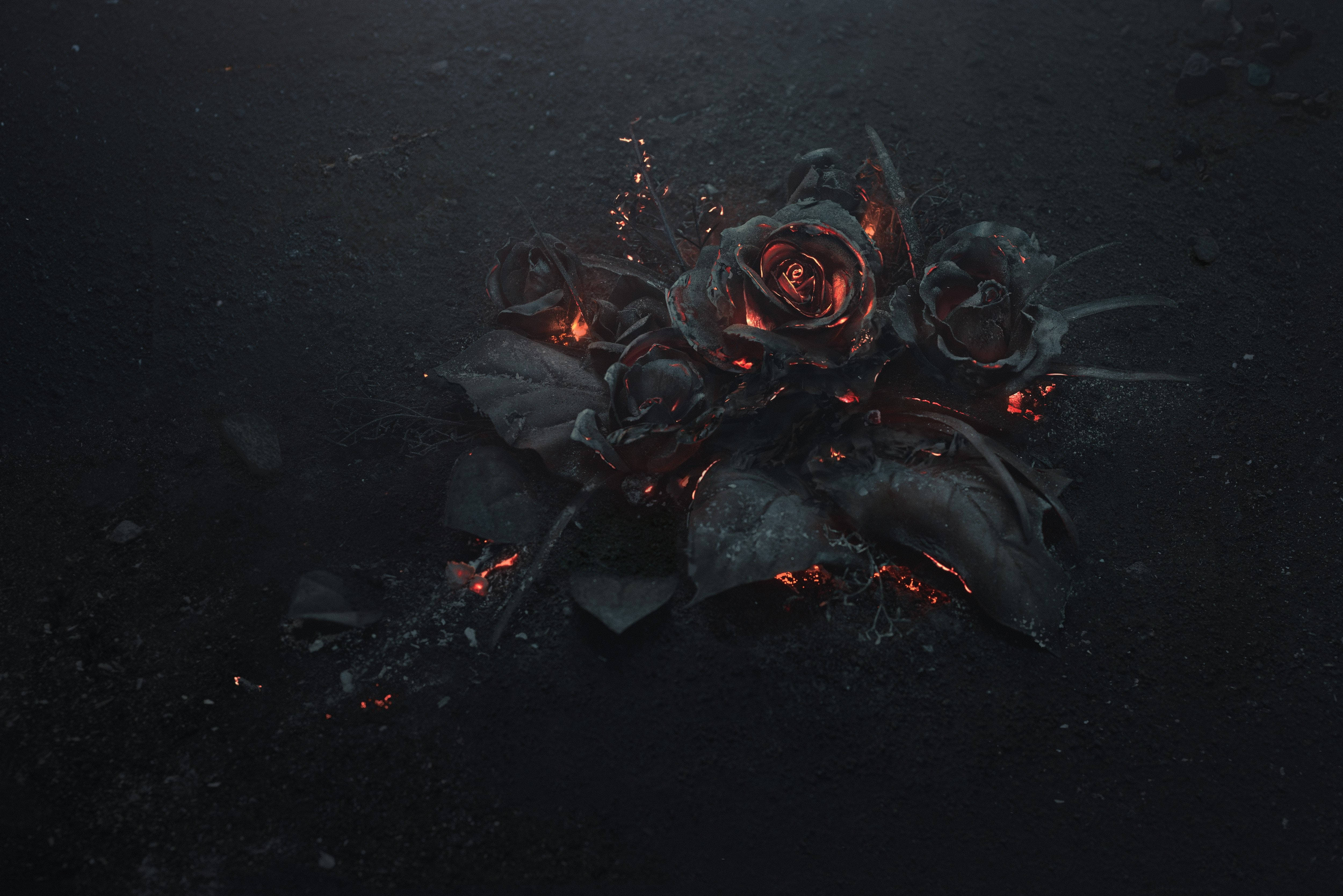 4K Fire, charred roses, glowing with inner fire, 4K Desktop Wallpaper