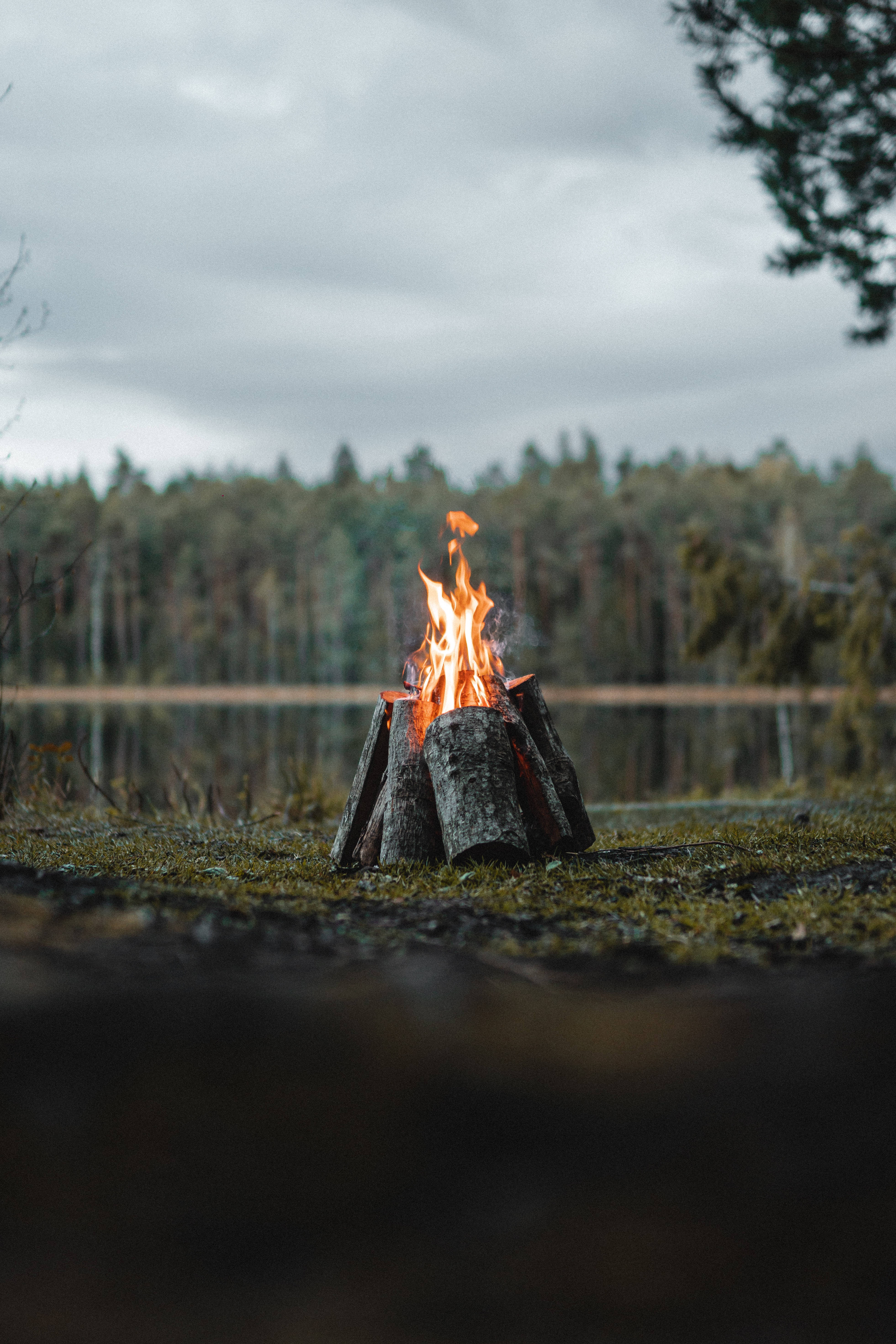 campfire, mossy lakeshore, forested backdrop, 5K Phone Wallpaper