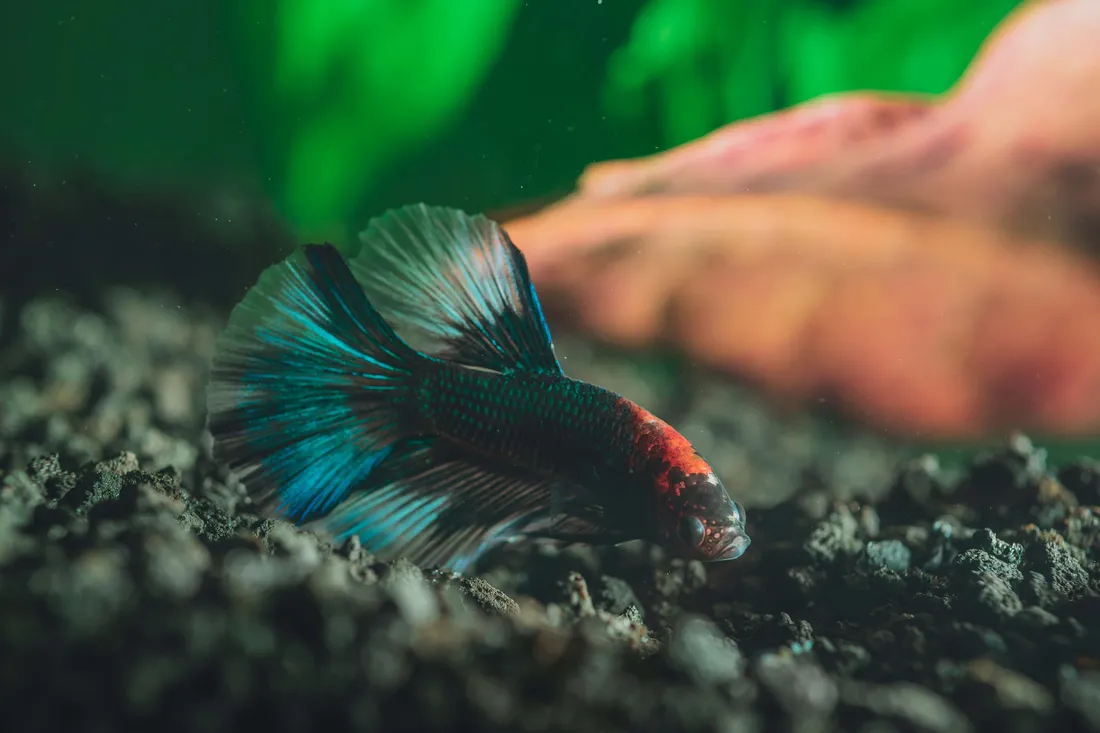 4K Fish
