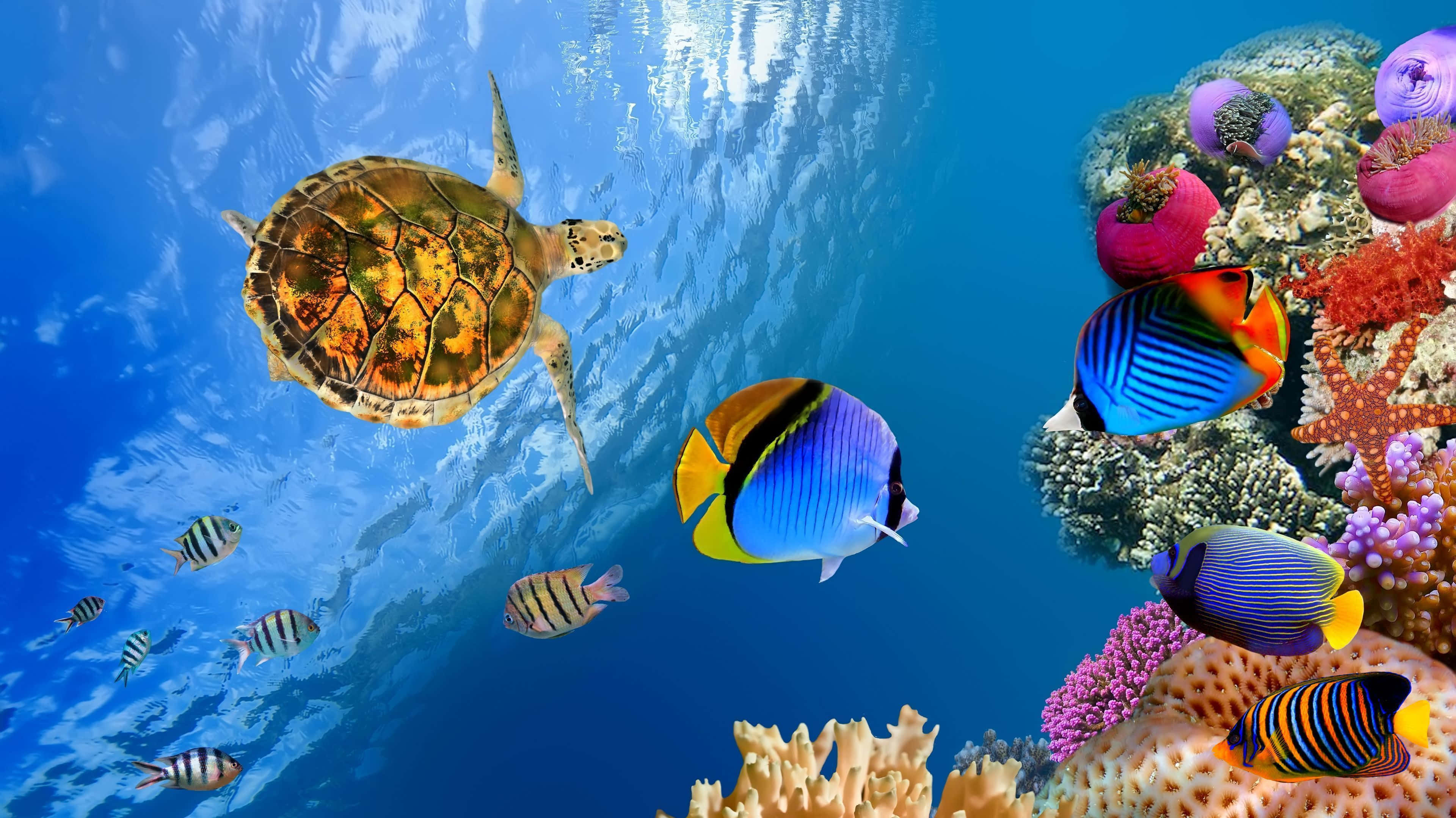 colorful tropical fish, vibrant coral reefs, clear blue water, 4K Desktop Wallpaper