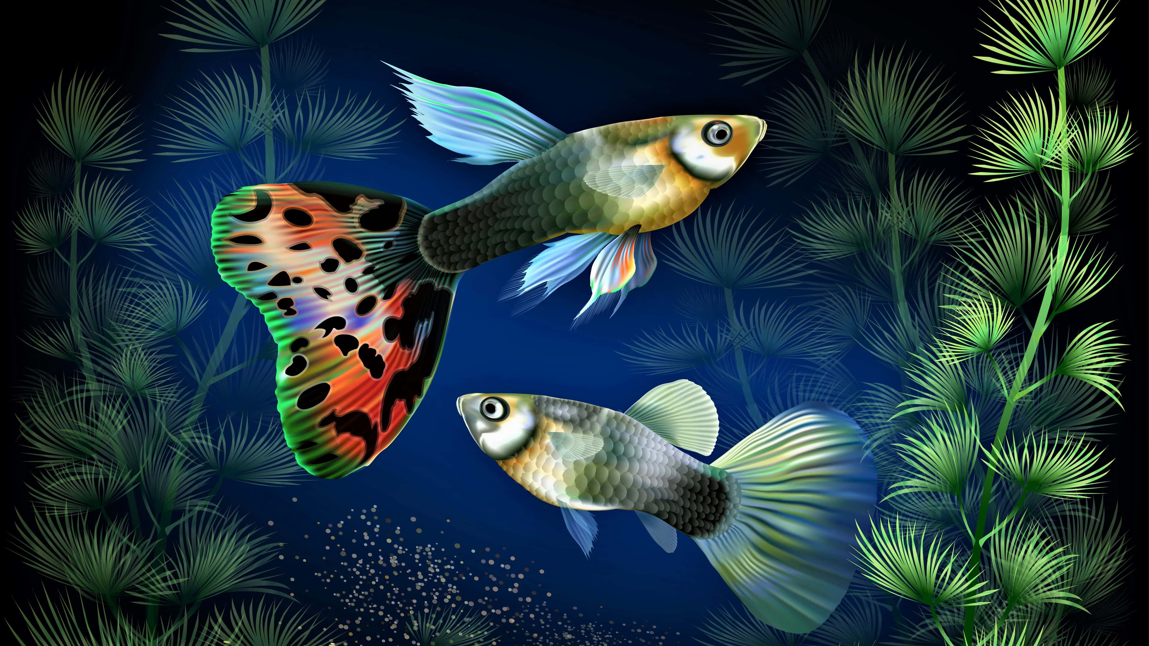 4K Fish, guppy fish, coral reef, 4K Desktop Wallpaper