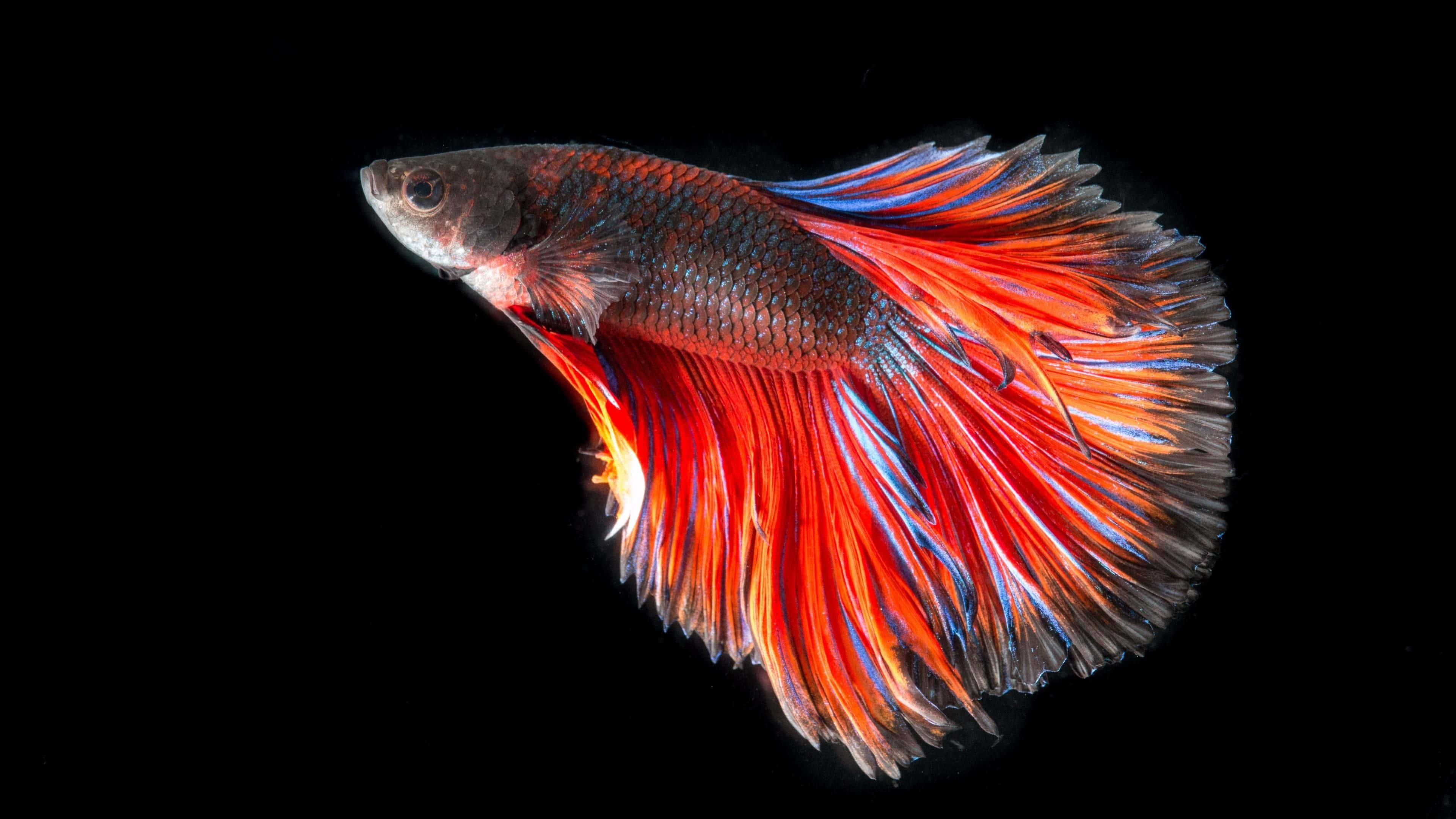 4K fish, betta fish, fiery red, 4K Desktop Wallpaper