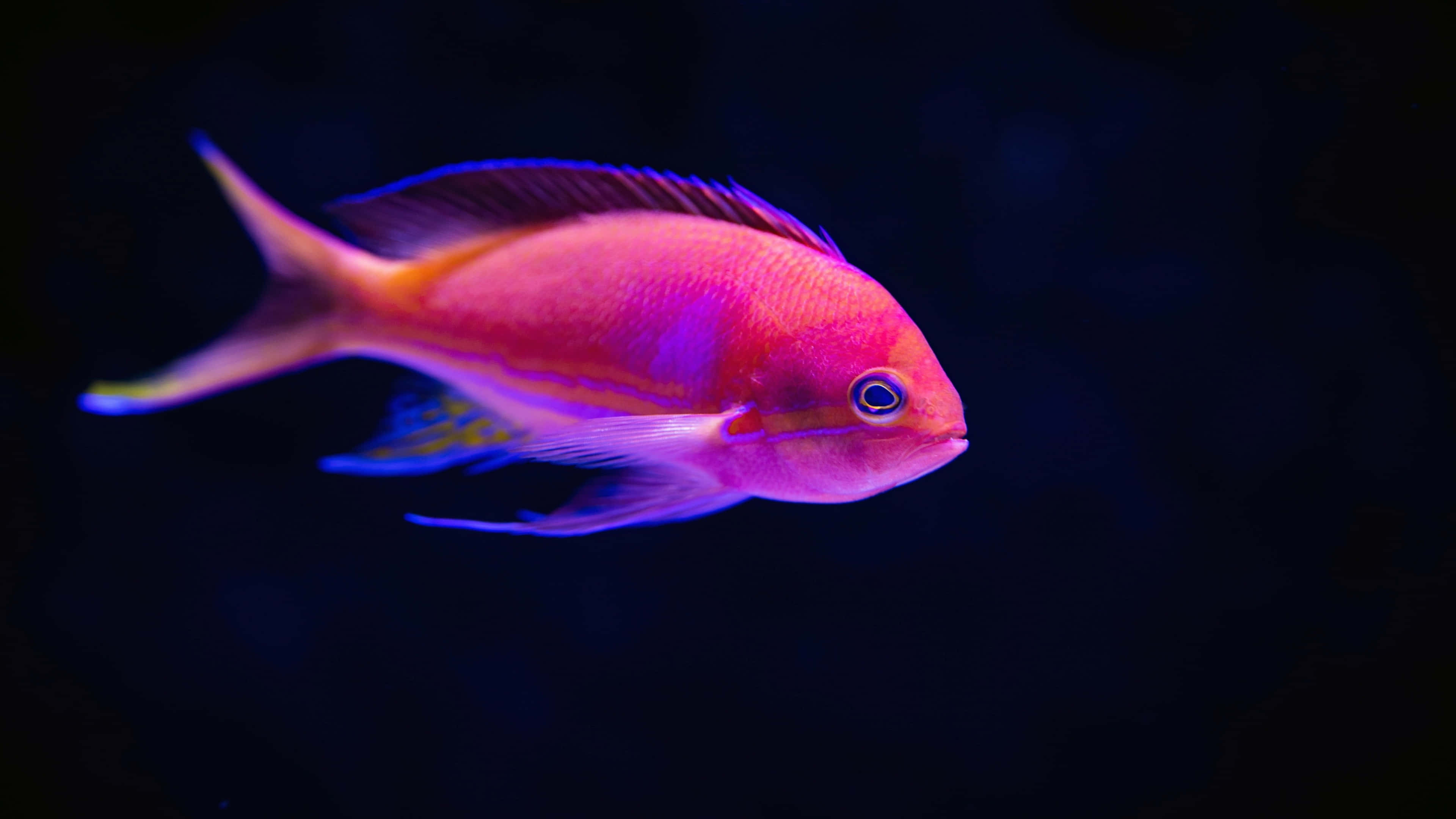pink and purple fish, dark tank, deep black background, 4K Desktop Wallpaper