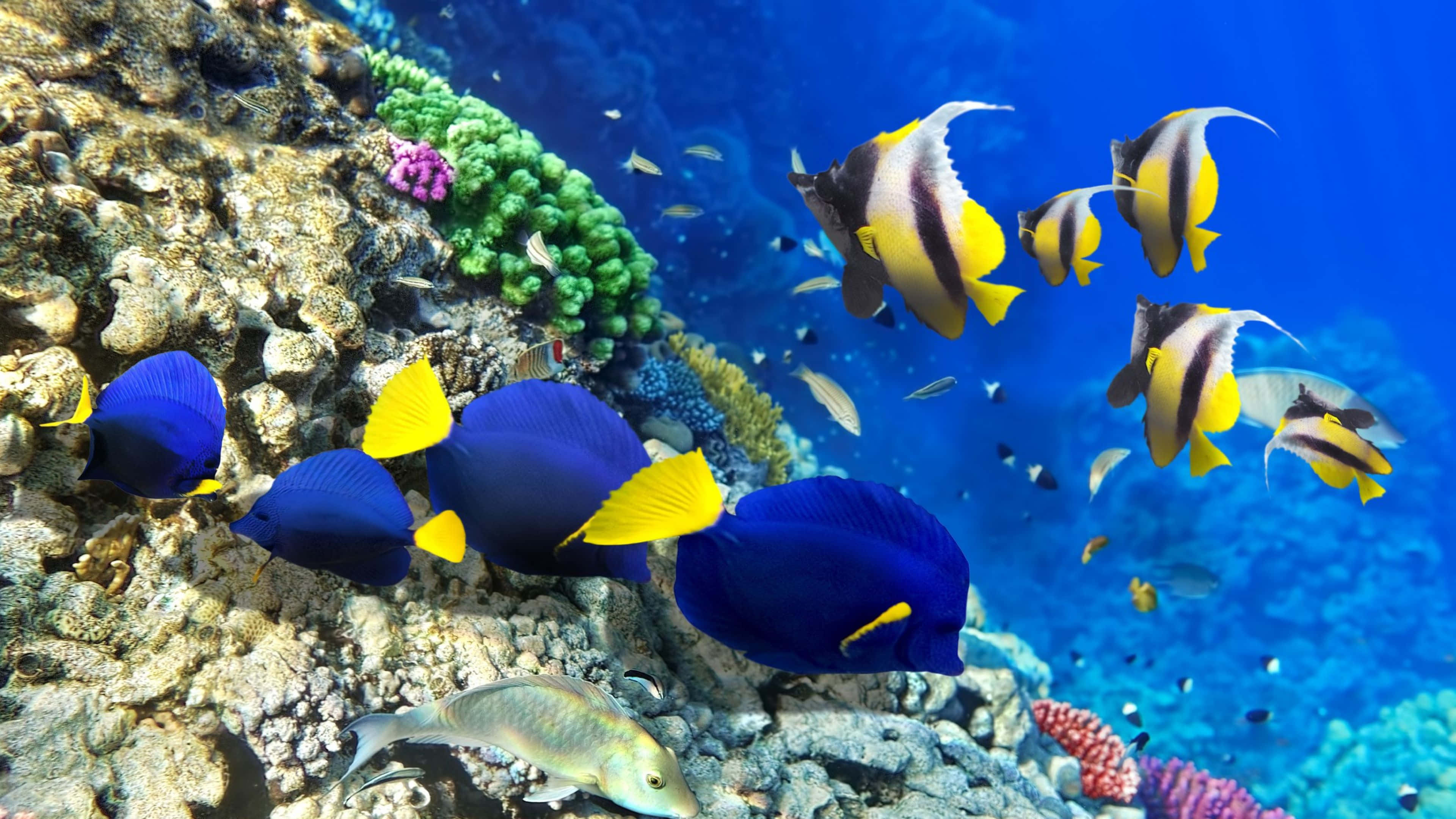 tropical fish, deep blue ocean, colorful coral reefs, 4K Desktop Wallpaper