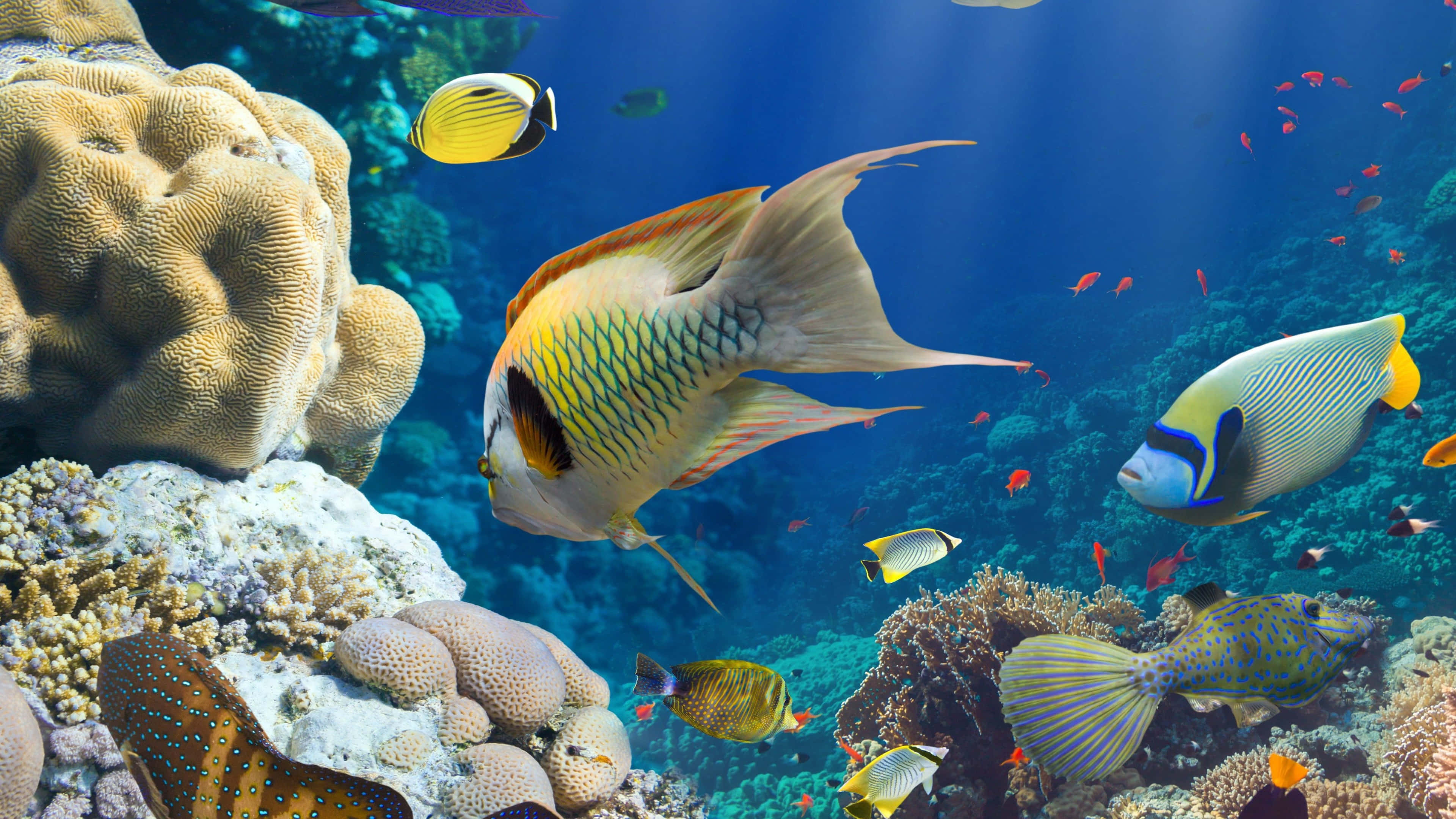 sardines, crystal-clear blue waters, colorful coral reefs, 4K Desktop Wallpaper