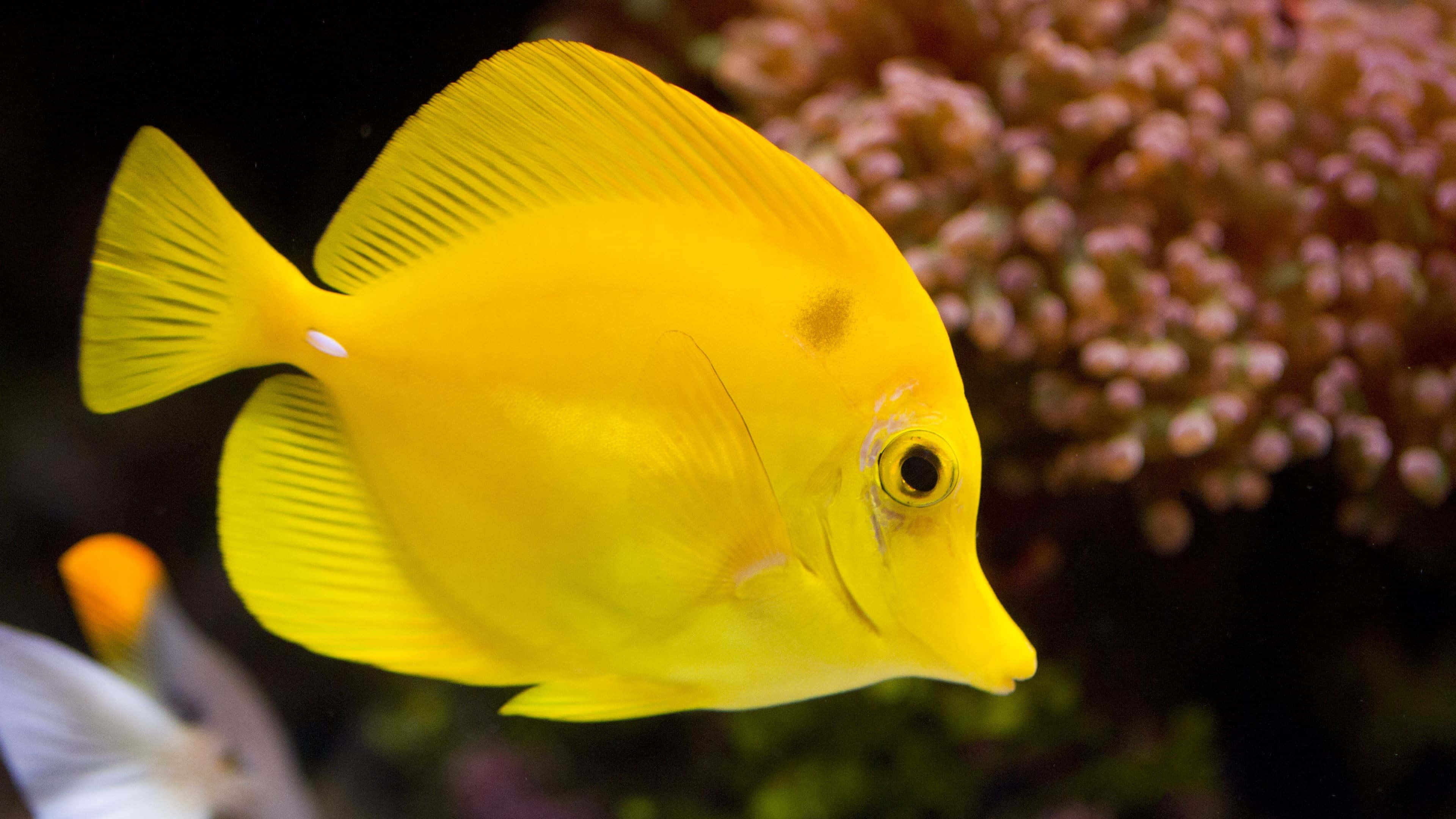 4k fish, vibrant yellow tang fish, soft pink coral, 4K Desktop Wallpaper