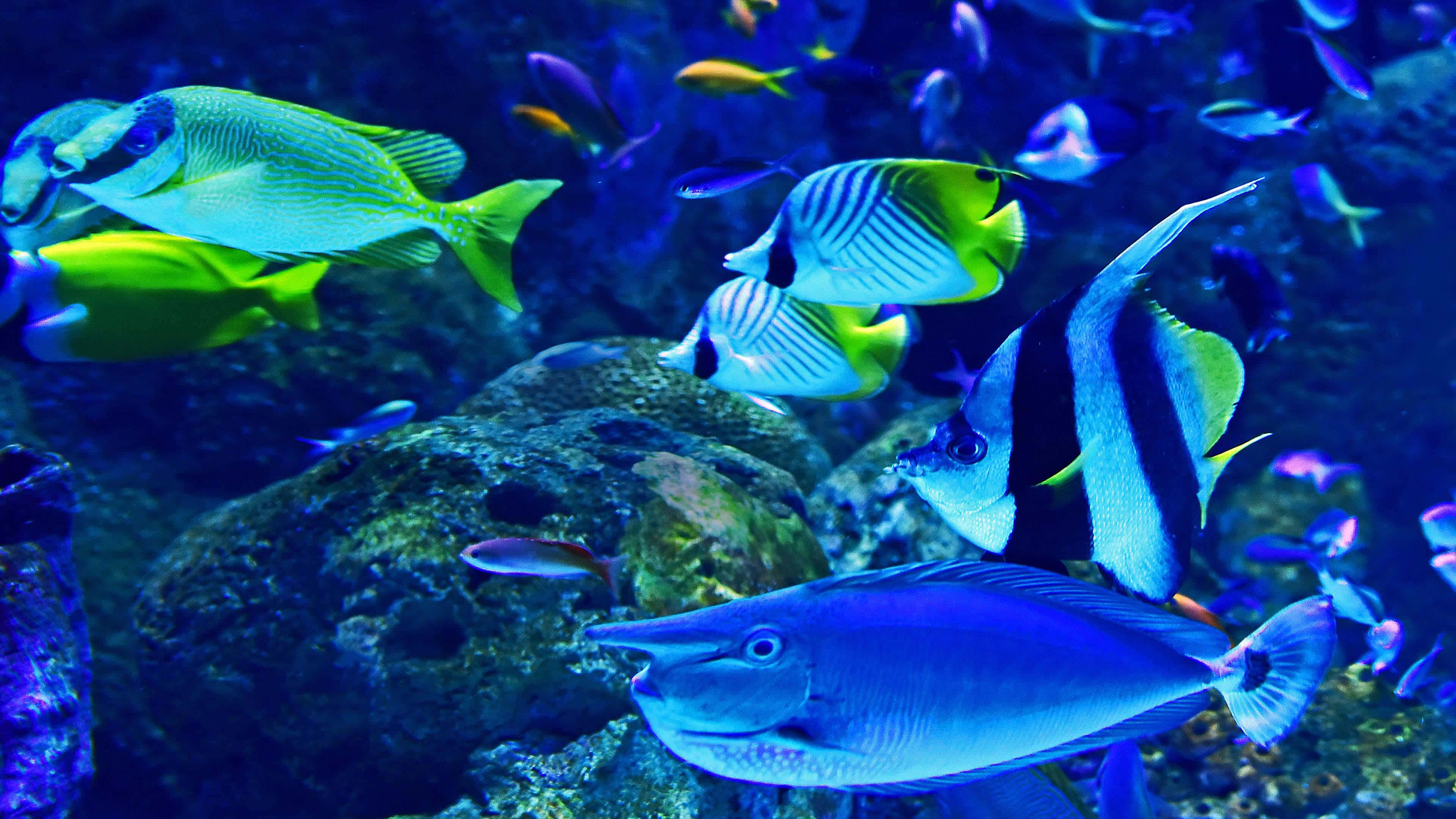 4K Fish, tropical fish, aquarium, 4K Desktop Wallpaper