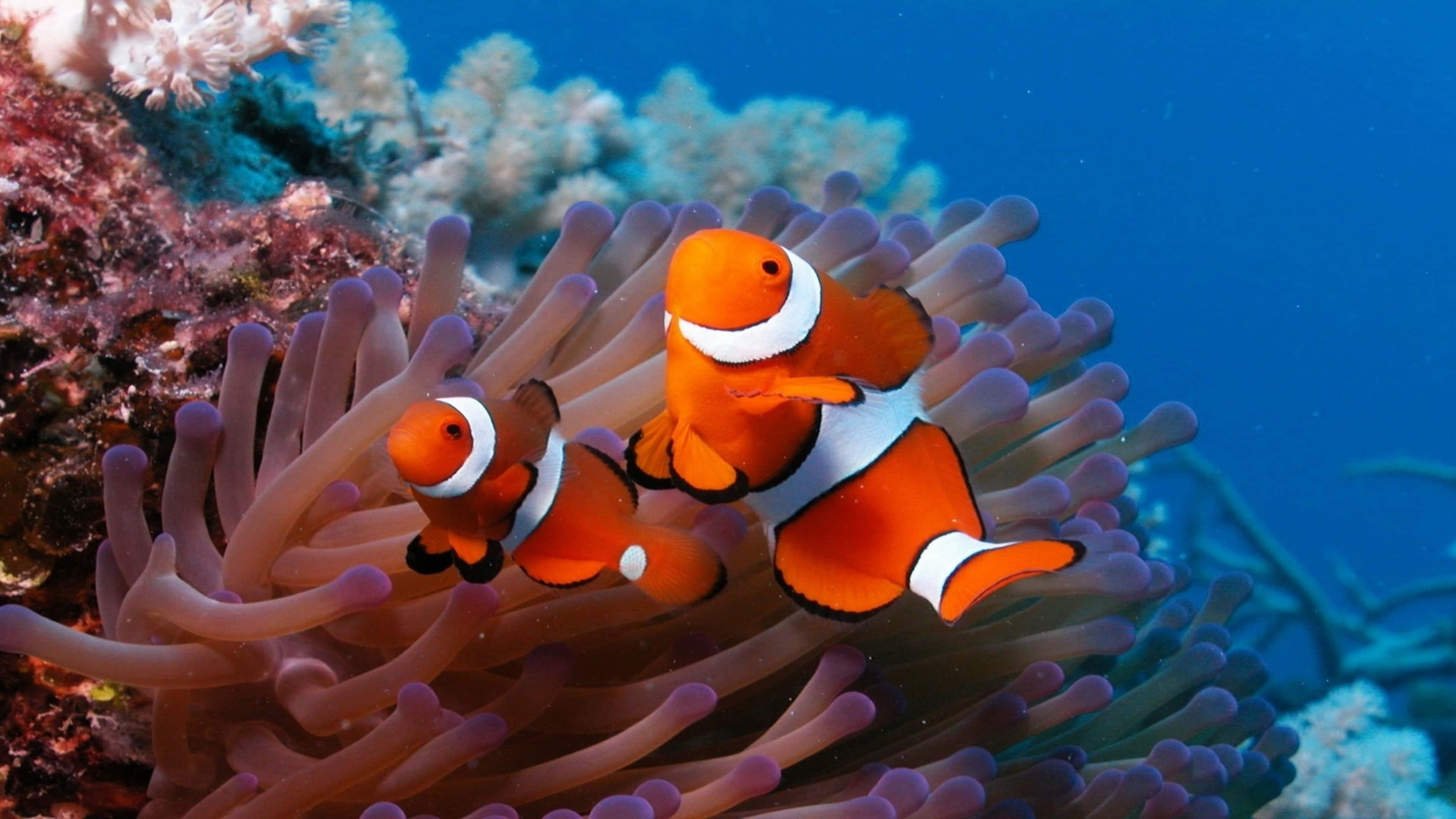 clownfish, orange, white stripes, 4K Desktop Wallpaper