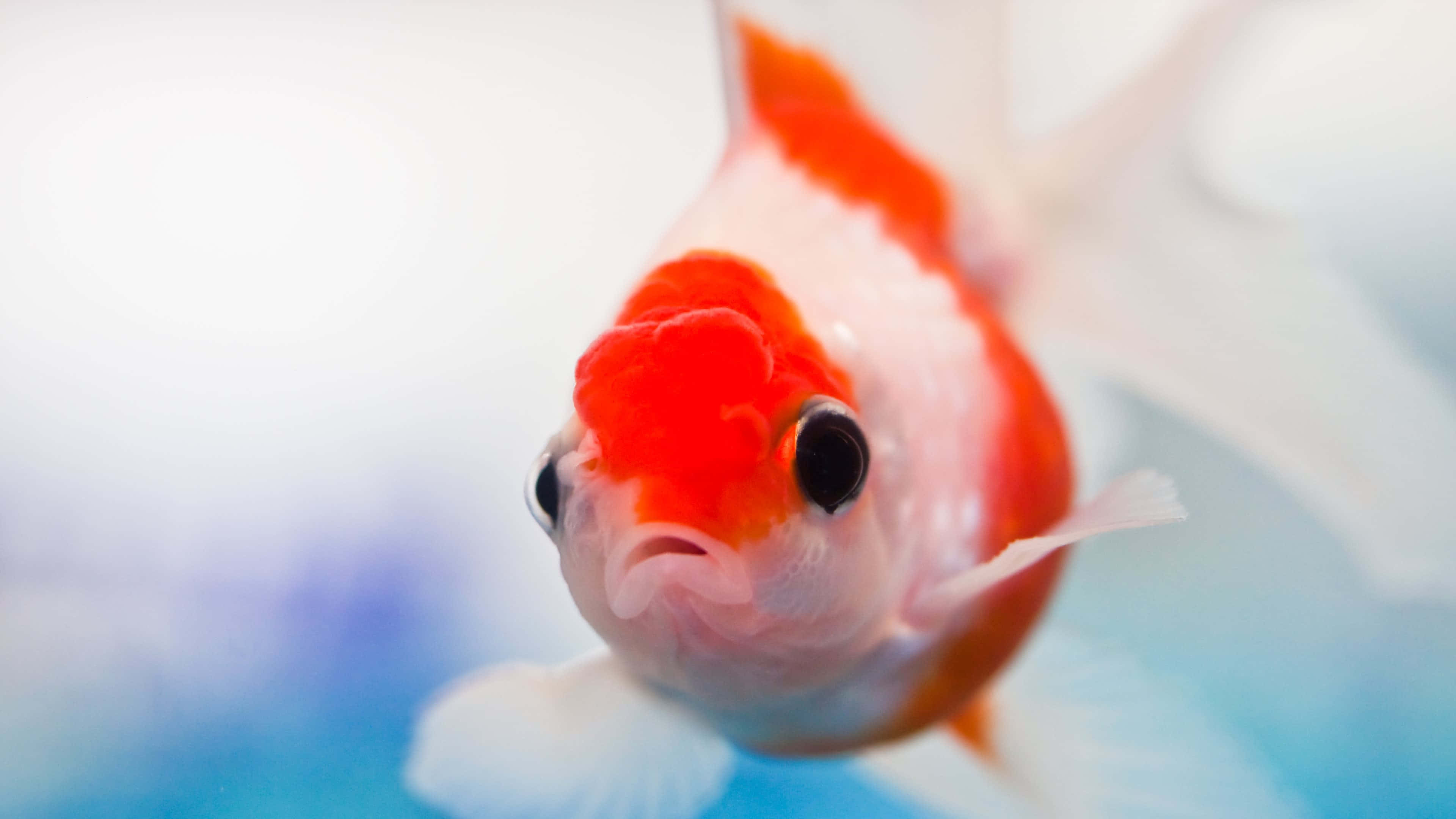 4k fish, vibrant orange, white goldfish, 4K Desktop Wallpaper