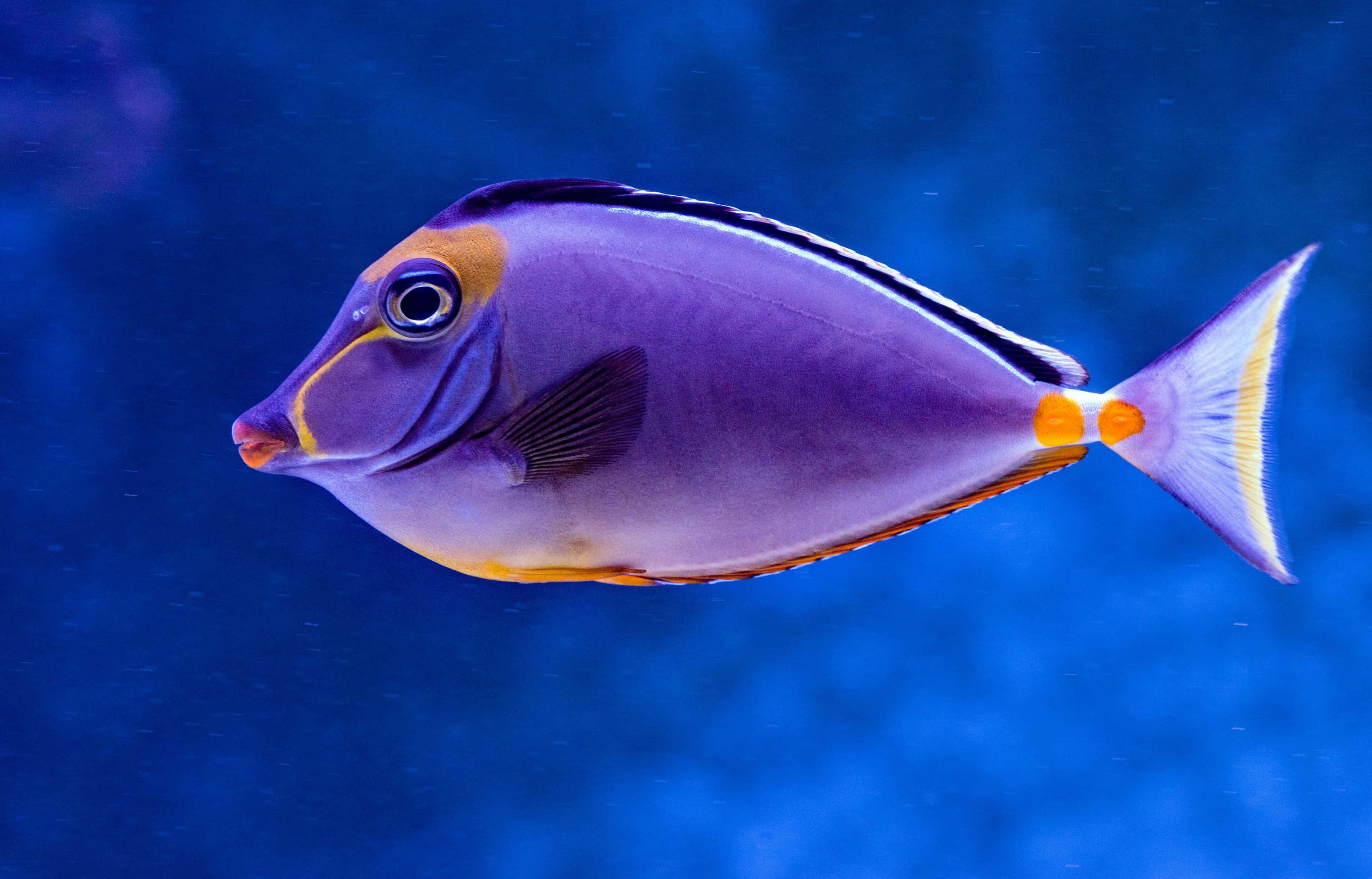 tropical fish, aquarium, vibrant purple, 4K Desktop Wallpaper